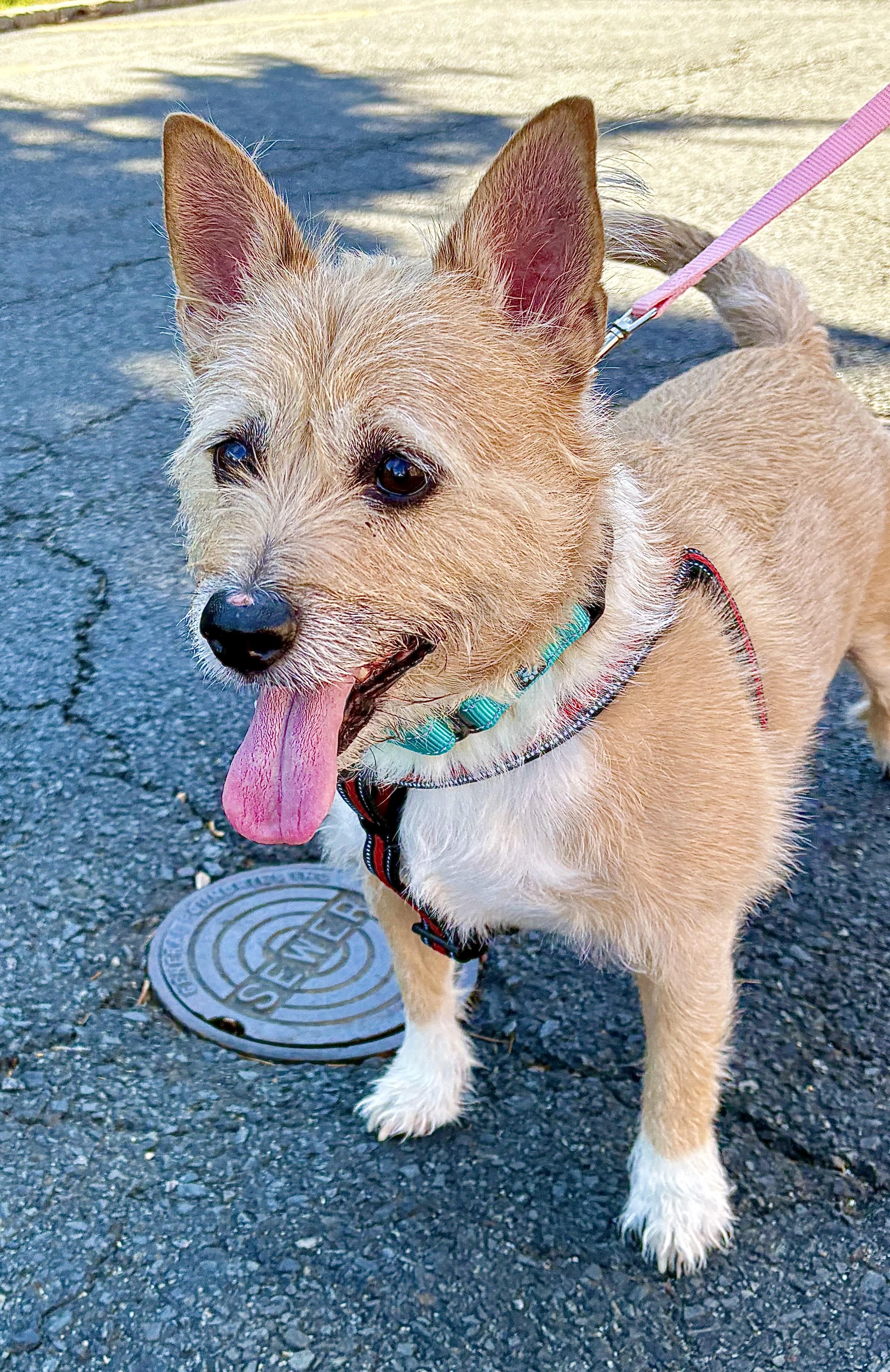 Hatch, Adoptable, Adult Male Corgi & Cairn Terrier.