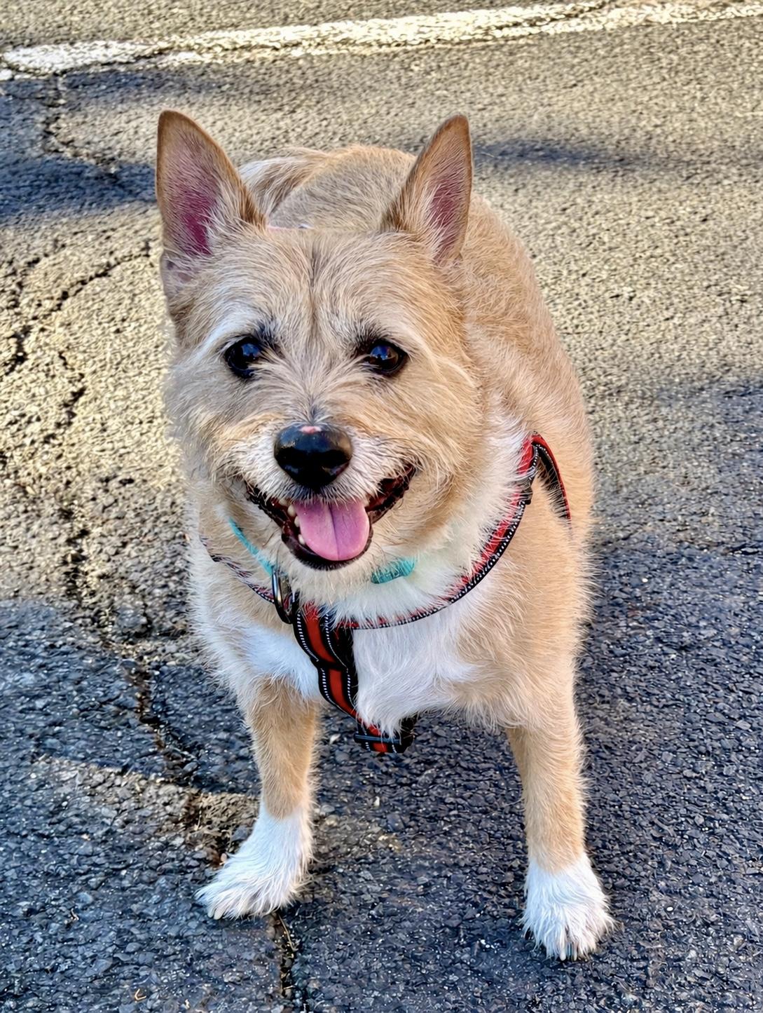 Hatch, Adoptable, Adult Male Corgi & Cairn Terrier.