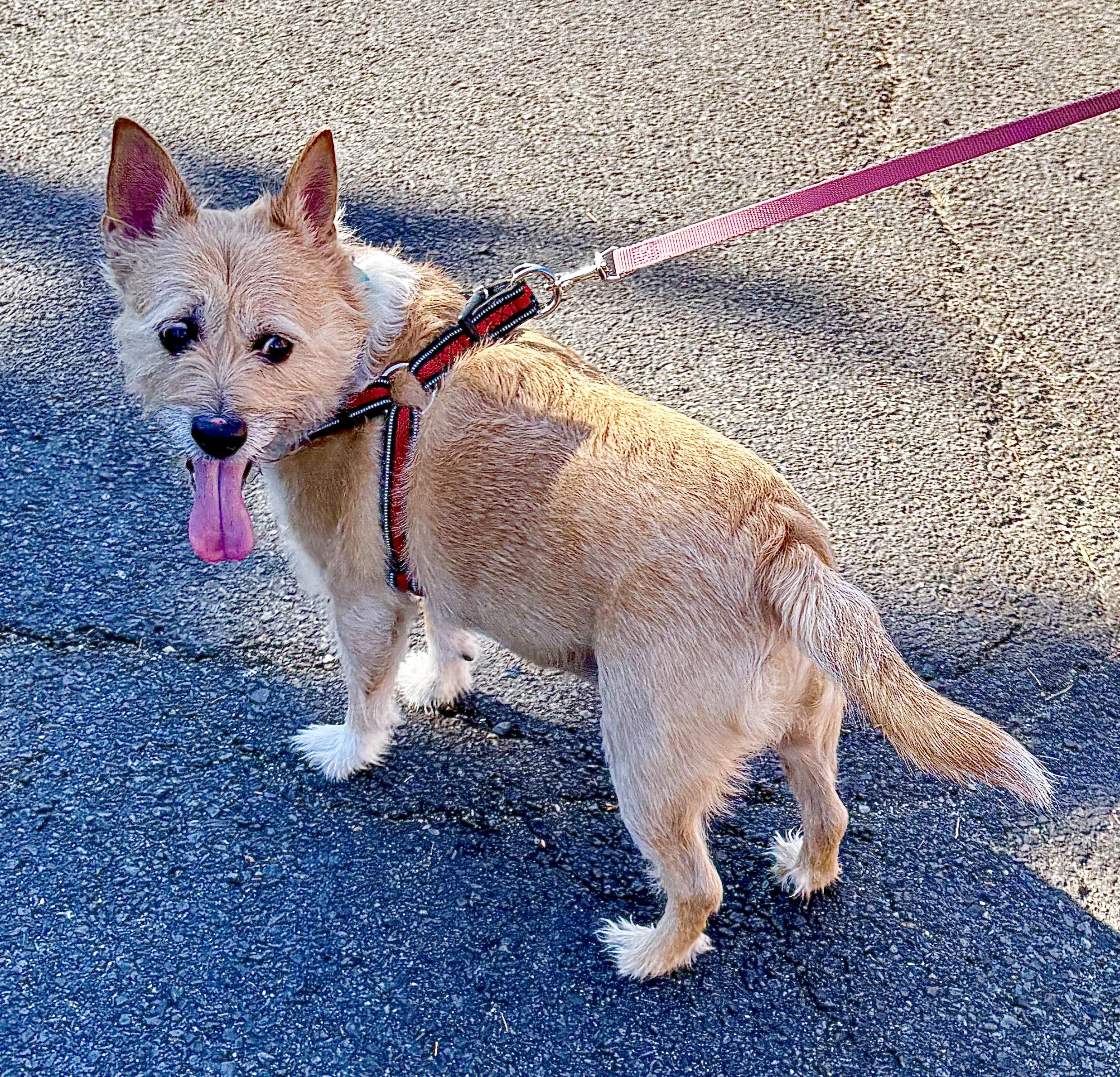 Enlarge Hatch, a Adoptable mixed breed in Warren, NJ image 2/6
