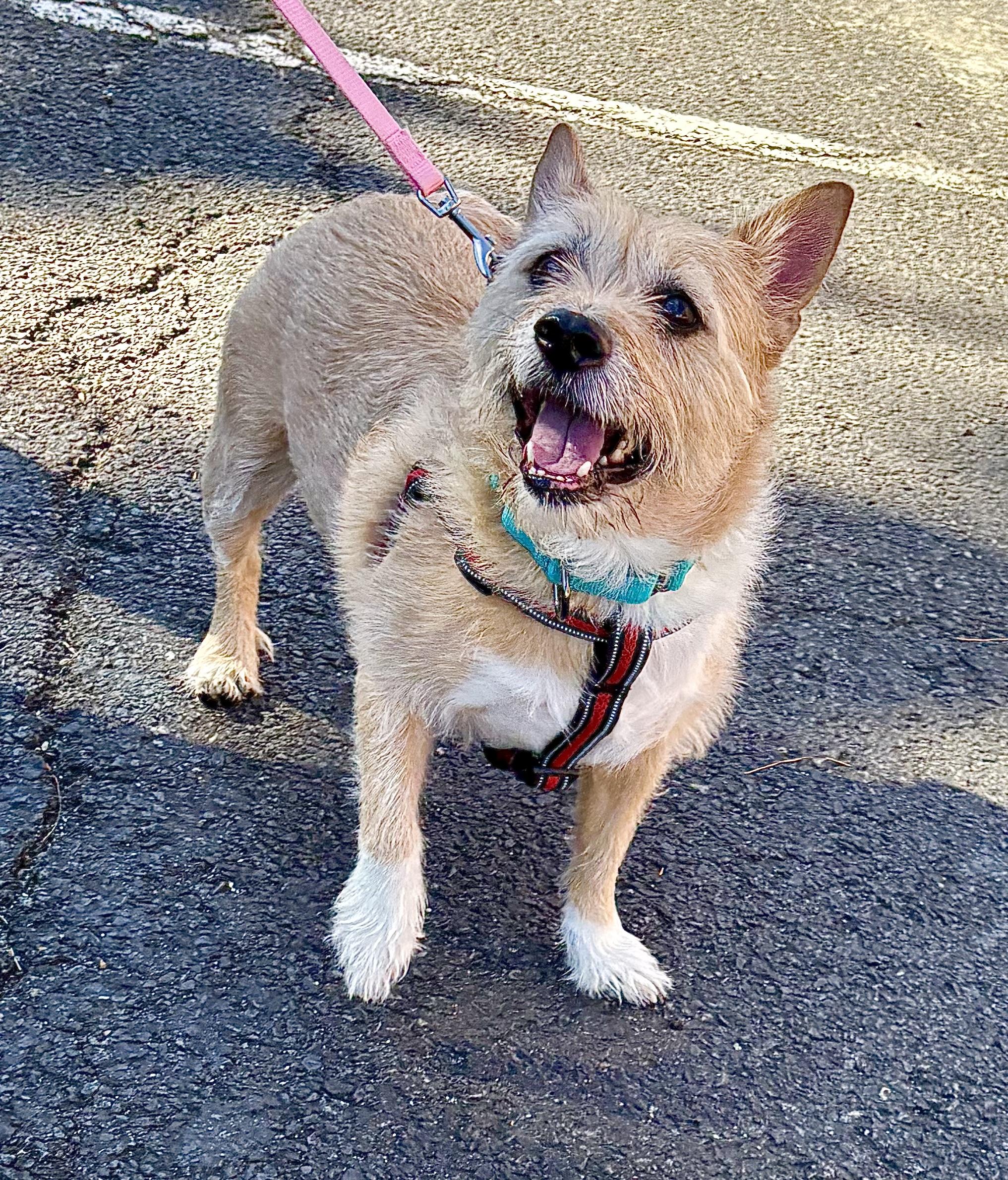 Enlarge Hatch, a Adoptable mixed breed in Warren, NJ image 3/6