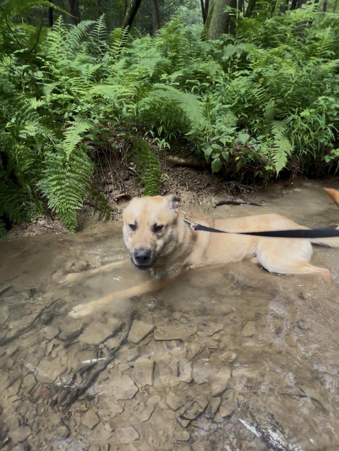 ZEBULON, a Adoptable mixed breed in Millerstown, PA image 2/6