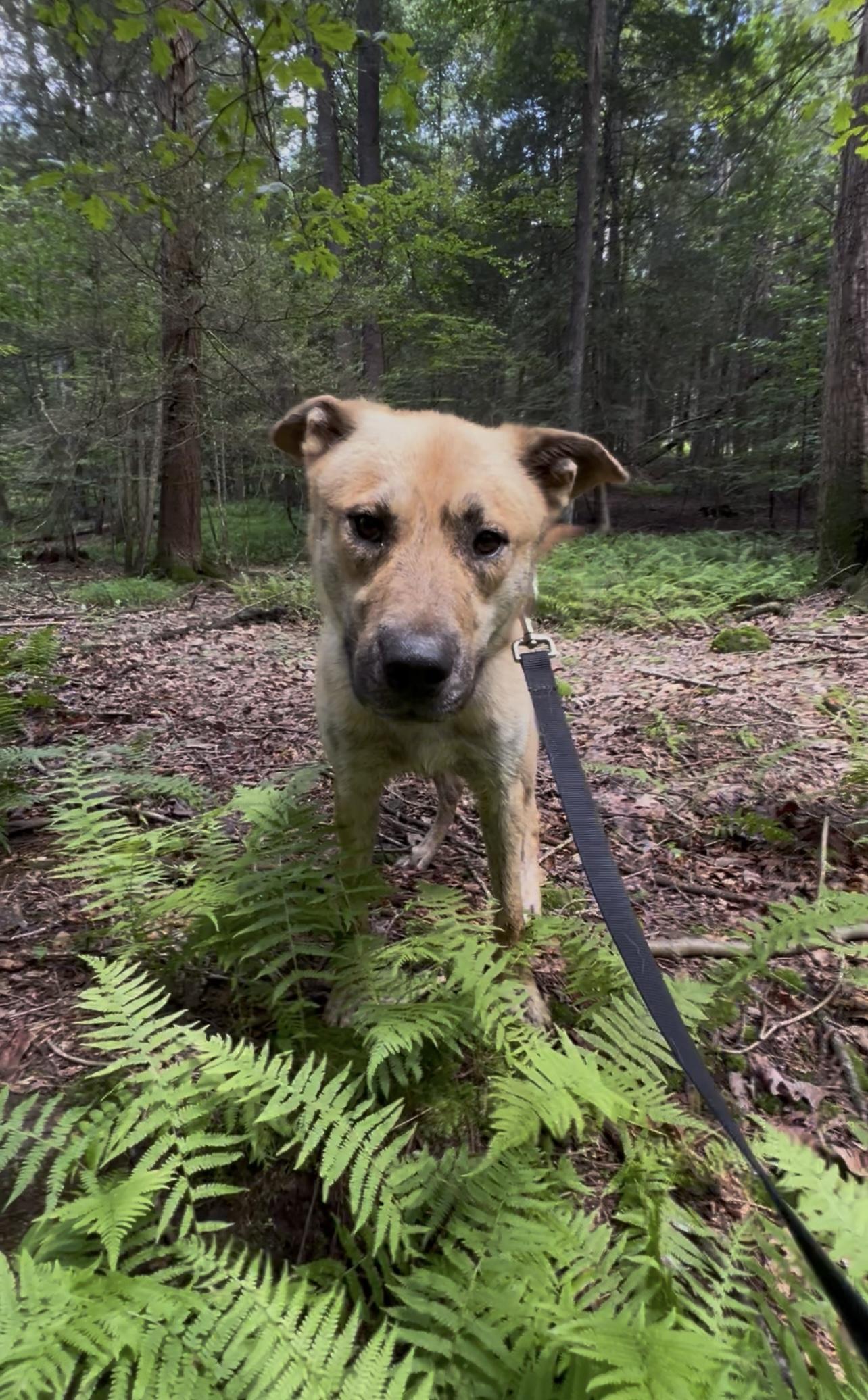 ZEBULON, a Adoptable mixed breed in Millerstown, PA image 4/6