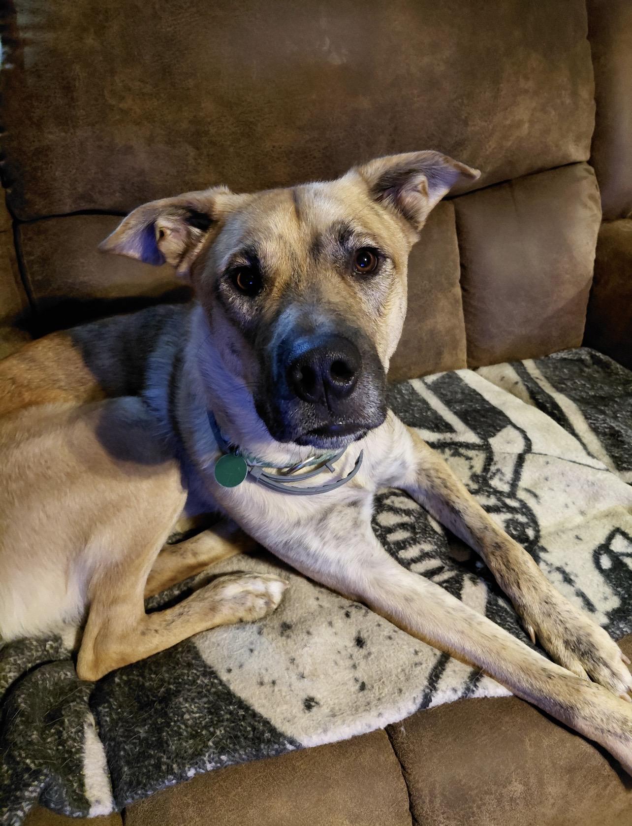 ZEBULON, a Adoptable mixed breed in Millerstown, PA image 6/6