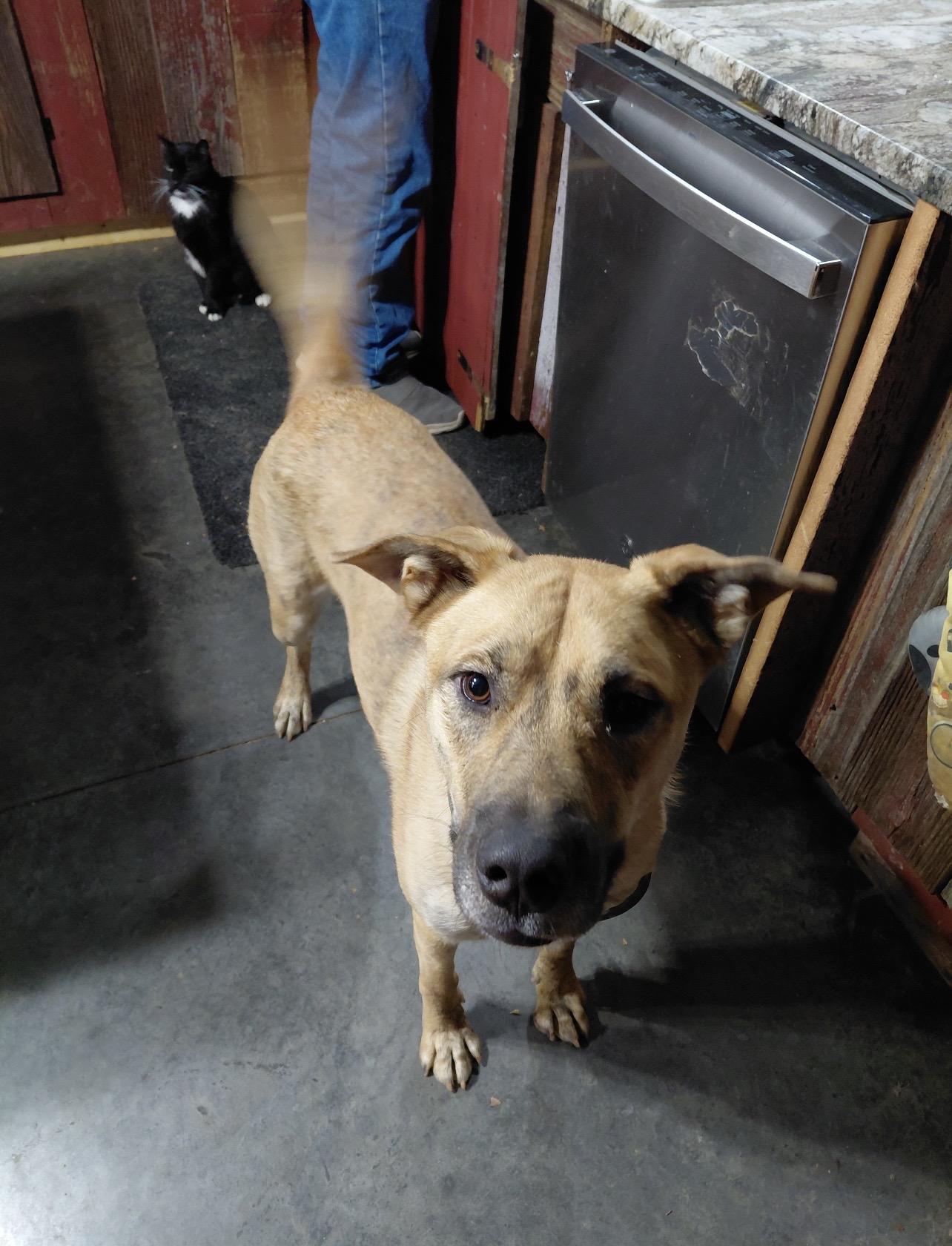 ZEBULON, a Adoptable mixed breed in Millerstown, PA image 5/6