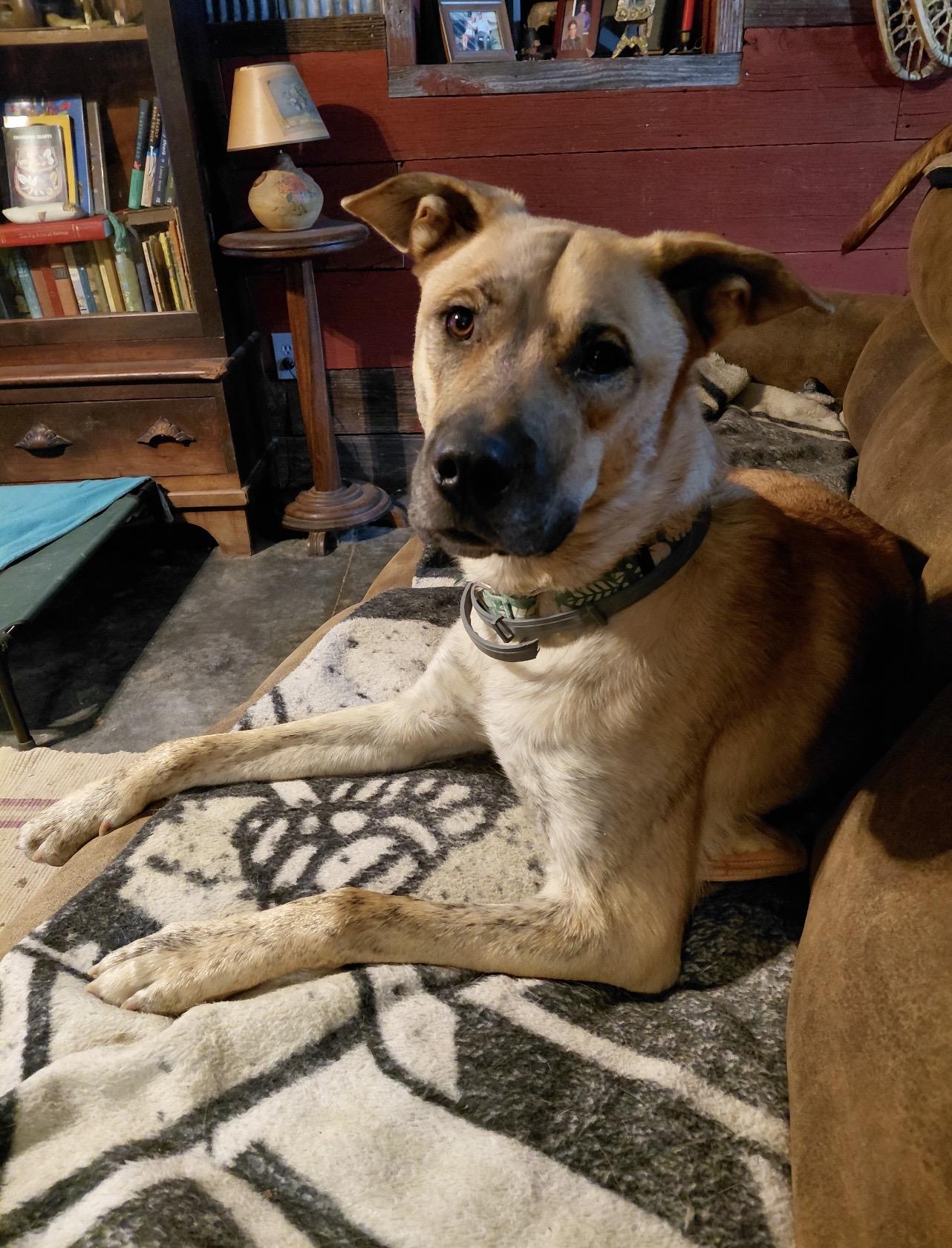 ZEBULON, a Adoptable mixed breed in Millerstown, PA image 1/6