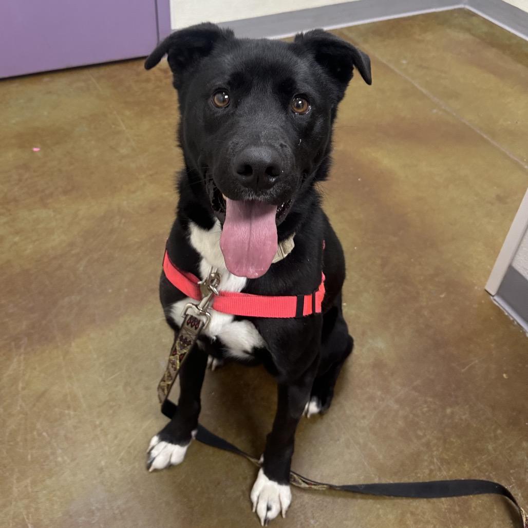 Sly, Adoptable, Adult Male Labrador Retriever.