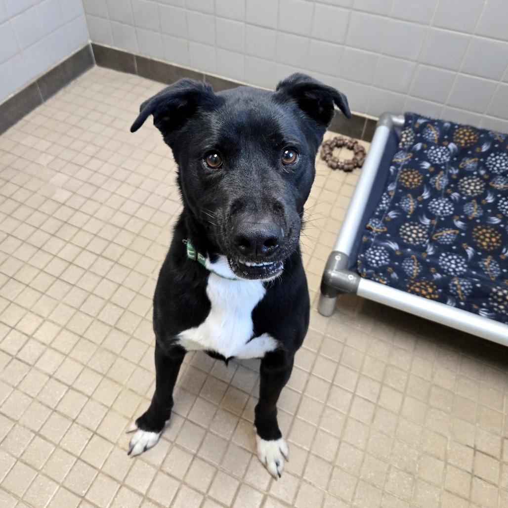 Enlarge Sly, a Adoptable Labrador Retriever in Albuquerque, NM image 2/4