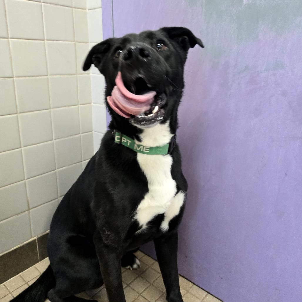 Enlarge Sly, a Adoptable Labrador Retriever in Albuquerque, NM image 3/4