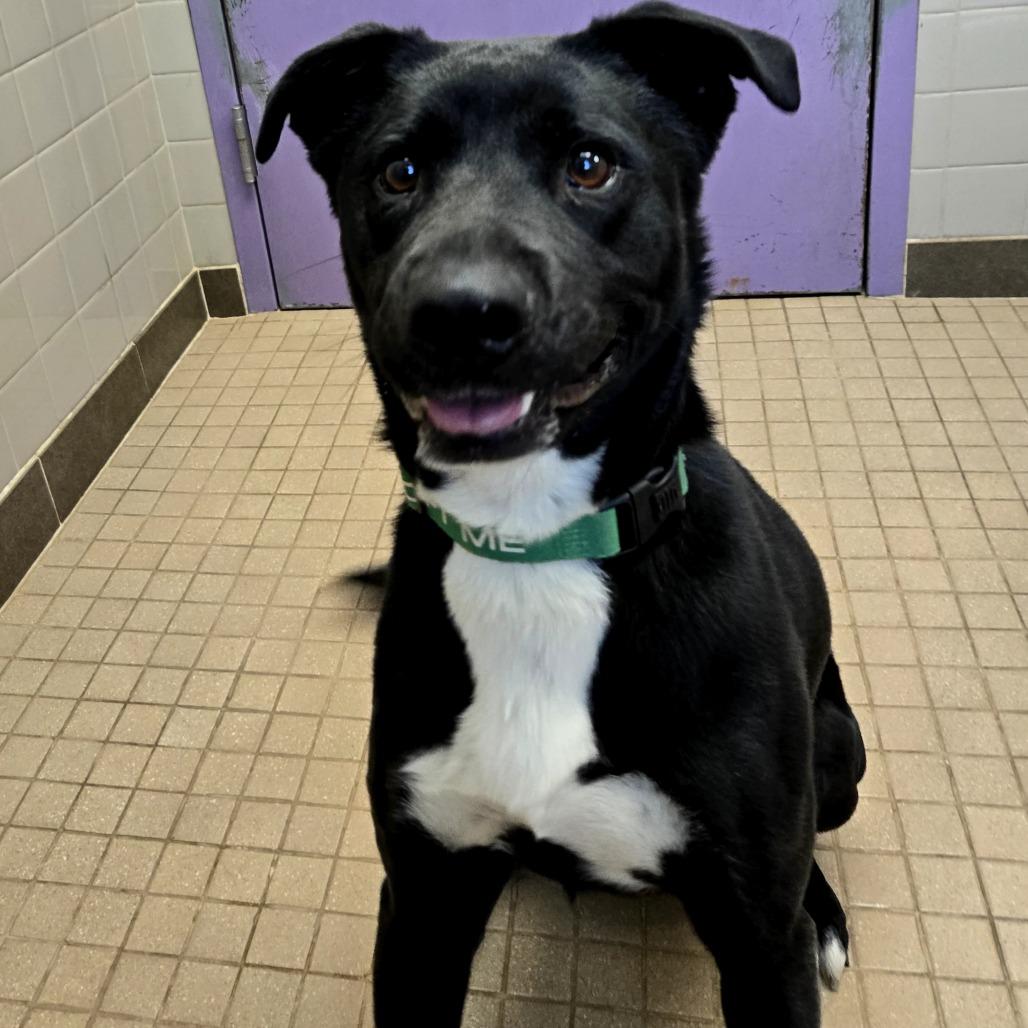 Enlarge Sly, a Adoptable Labrador Retriever in Albuquerque, NM image 4/4