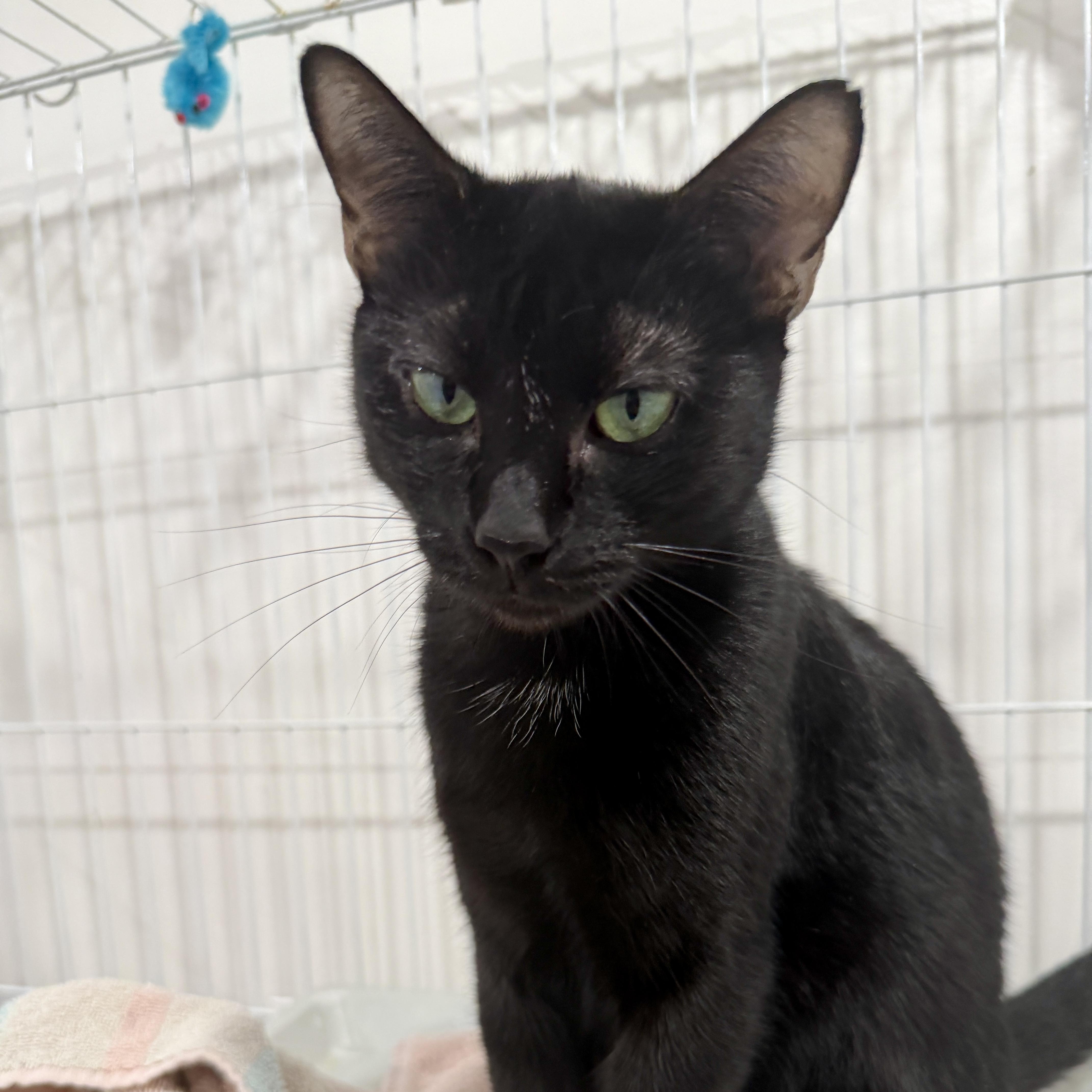 Carol, adopted, Young Female Domestic Short Hair.