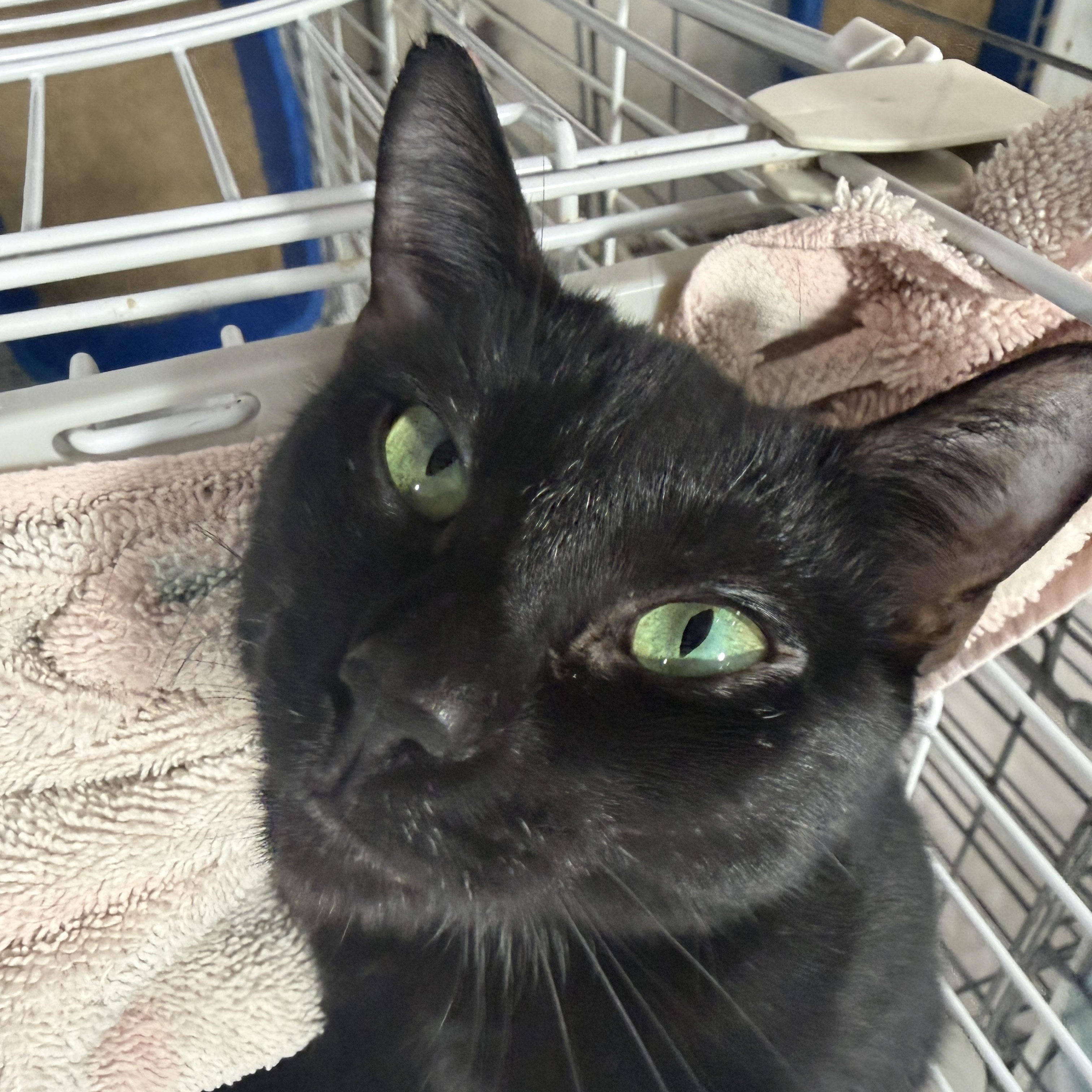 Enlarge Carol, an adopted Domestic Short Hair in New Port Richey, FL image 2/2