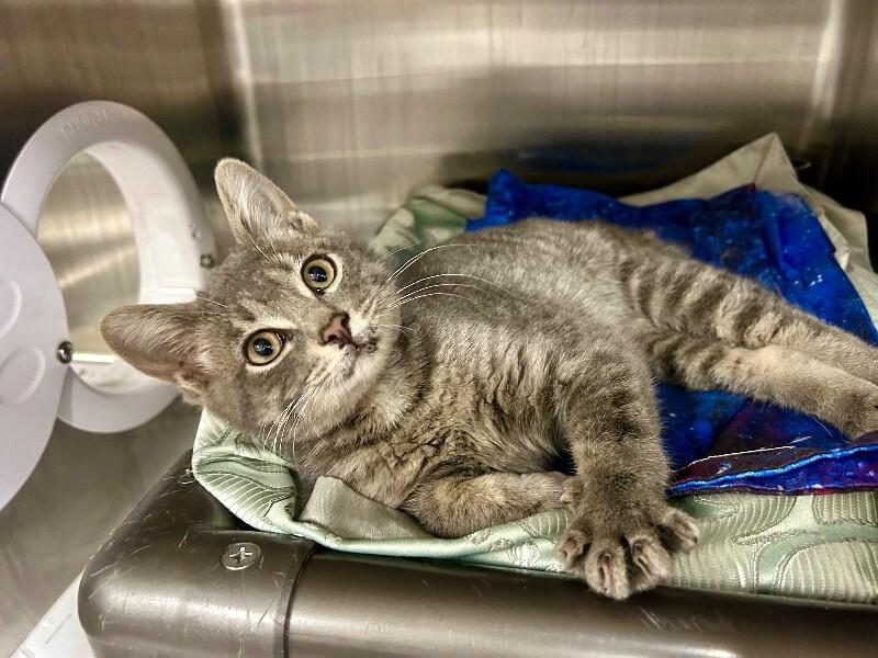Adam, Adoptable, Adult Male Domestic Short Hair.