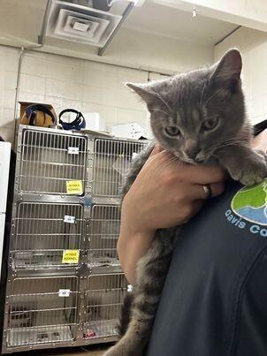 Enlarge Adam, a Adoptable Domestic Short Hair in Fruit Heights, UT image 2/2