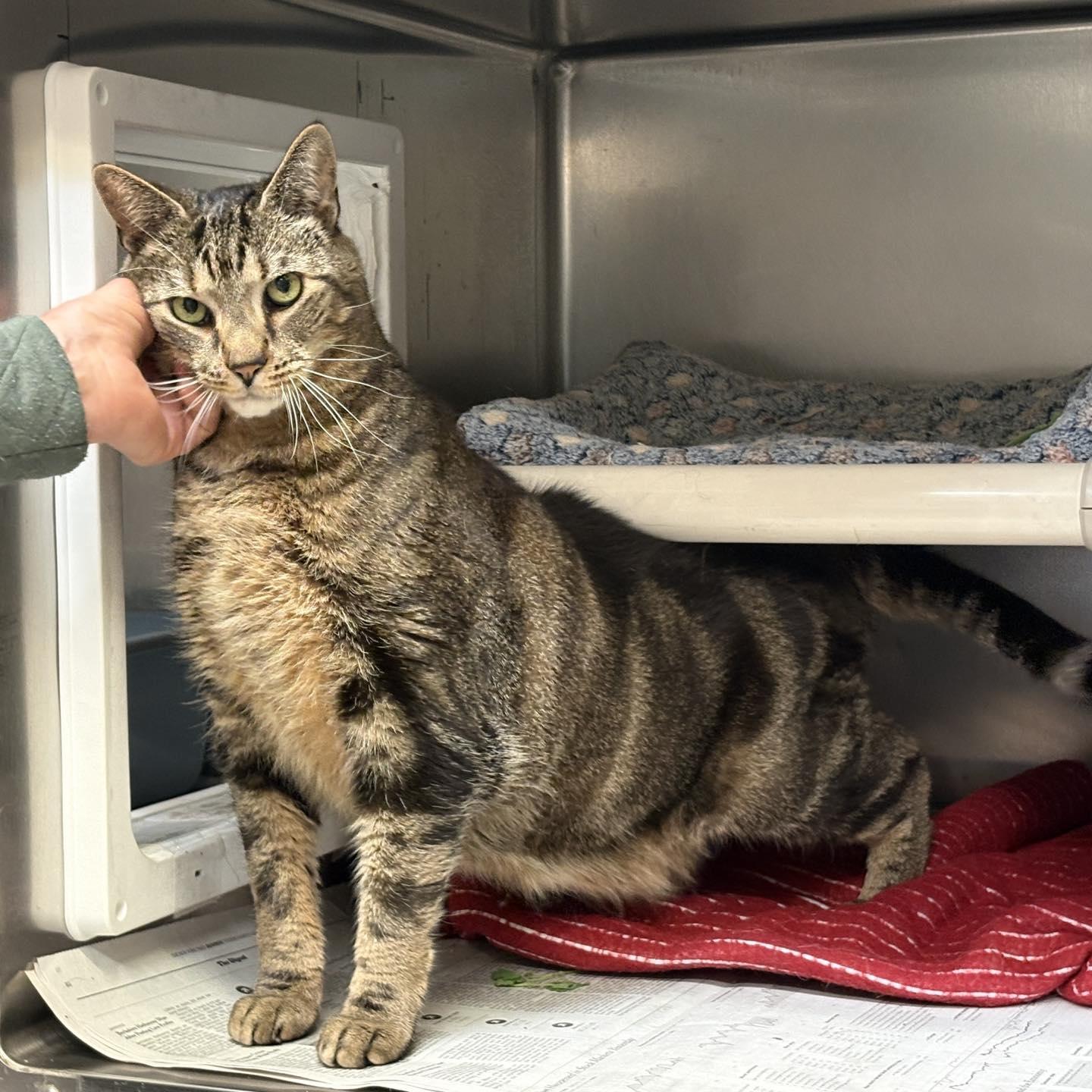 Karl, a ADOPTABLE Domestic Short Hair in Beacon, NY image 4/4