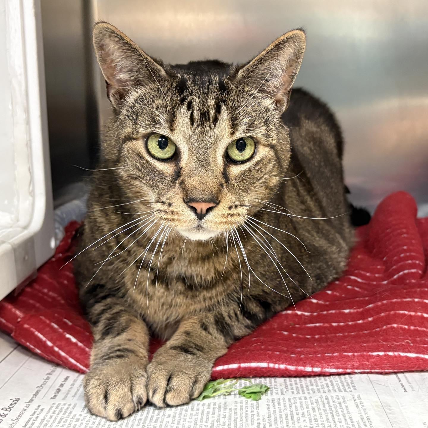 Karl, a ADOPTABLE Domestic Short Hair in Beacon, NY image 2/4