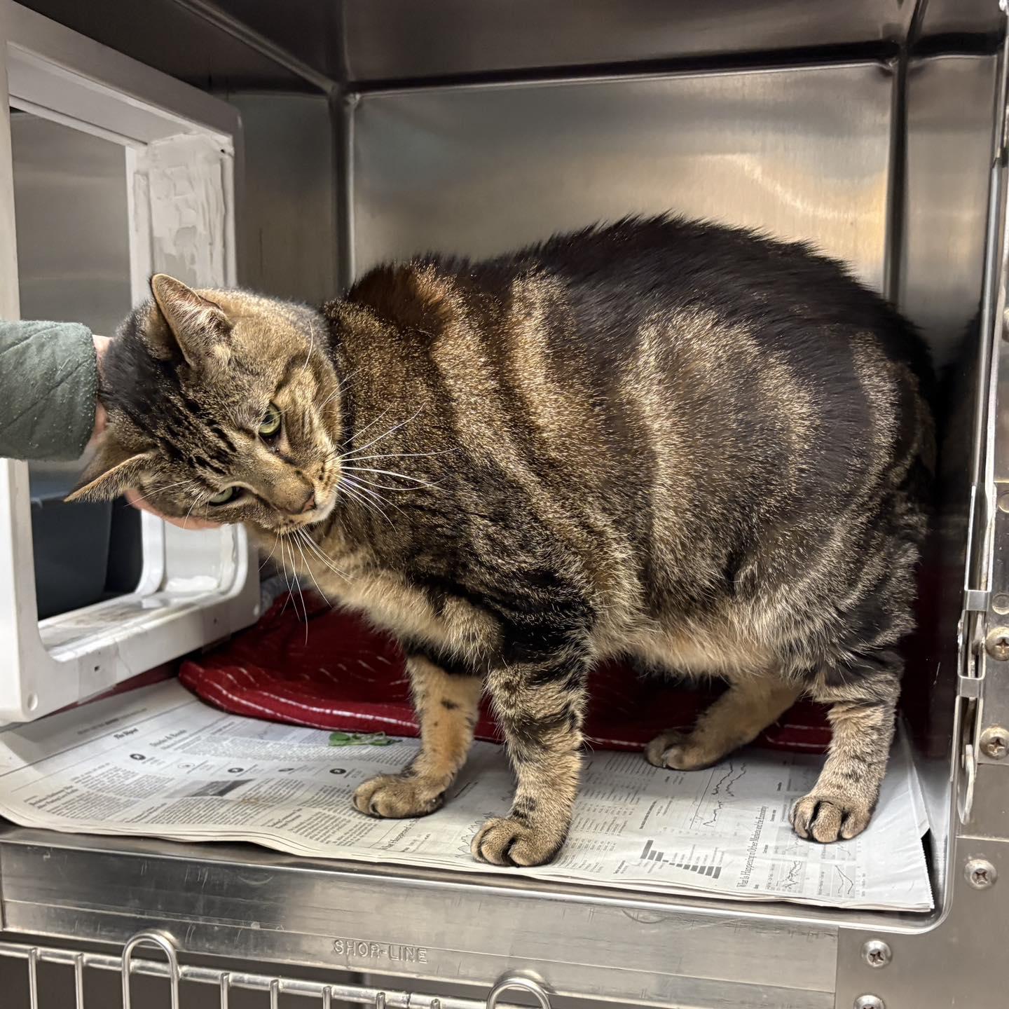 Karl, a ADOPTABLE Domestic Short Hair in Beacon, NY image 3/4