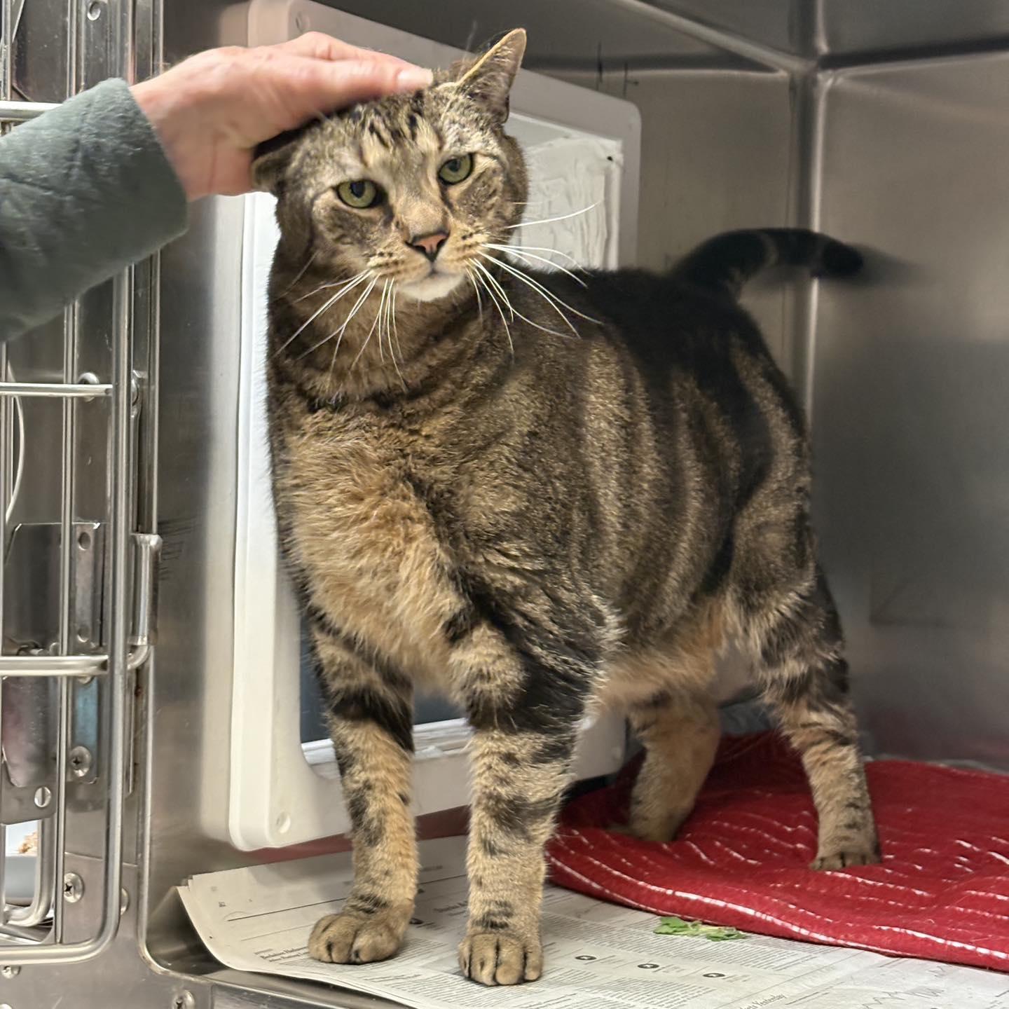 Karl, ADOPTABLE, Senior Male Domestic Short Hair.