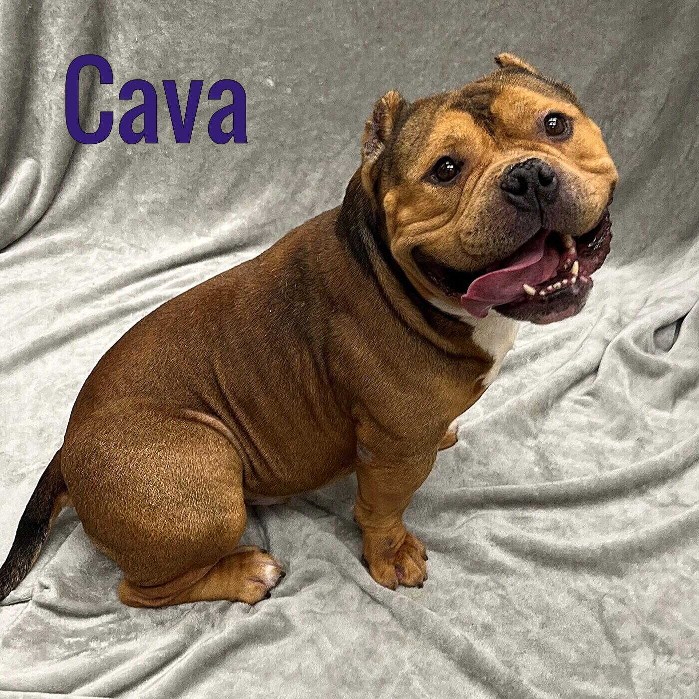 Cava, Adoptable, Adult Male American Bully.