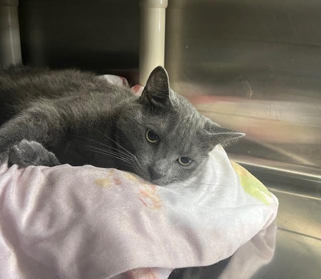 Frosty — thumbnail 3