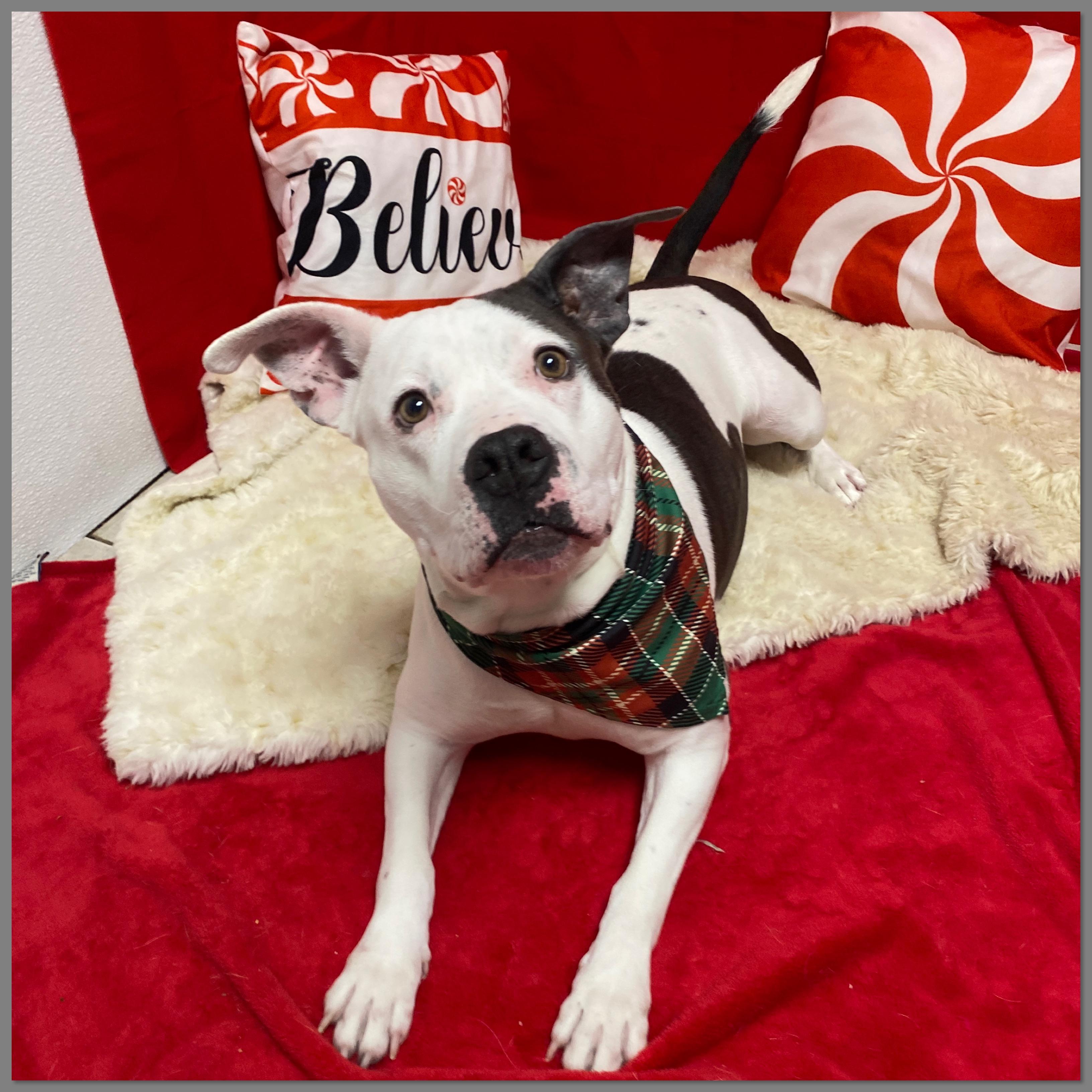 Mia, adoptable, Adult Female Terrier & Pit Bull Terrier.