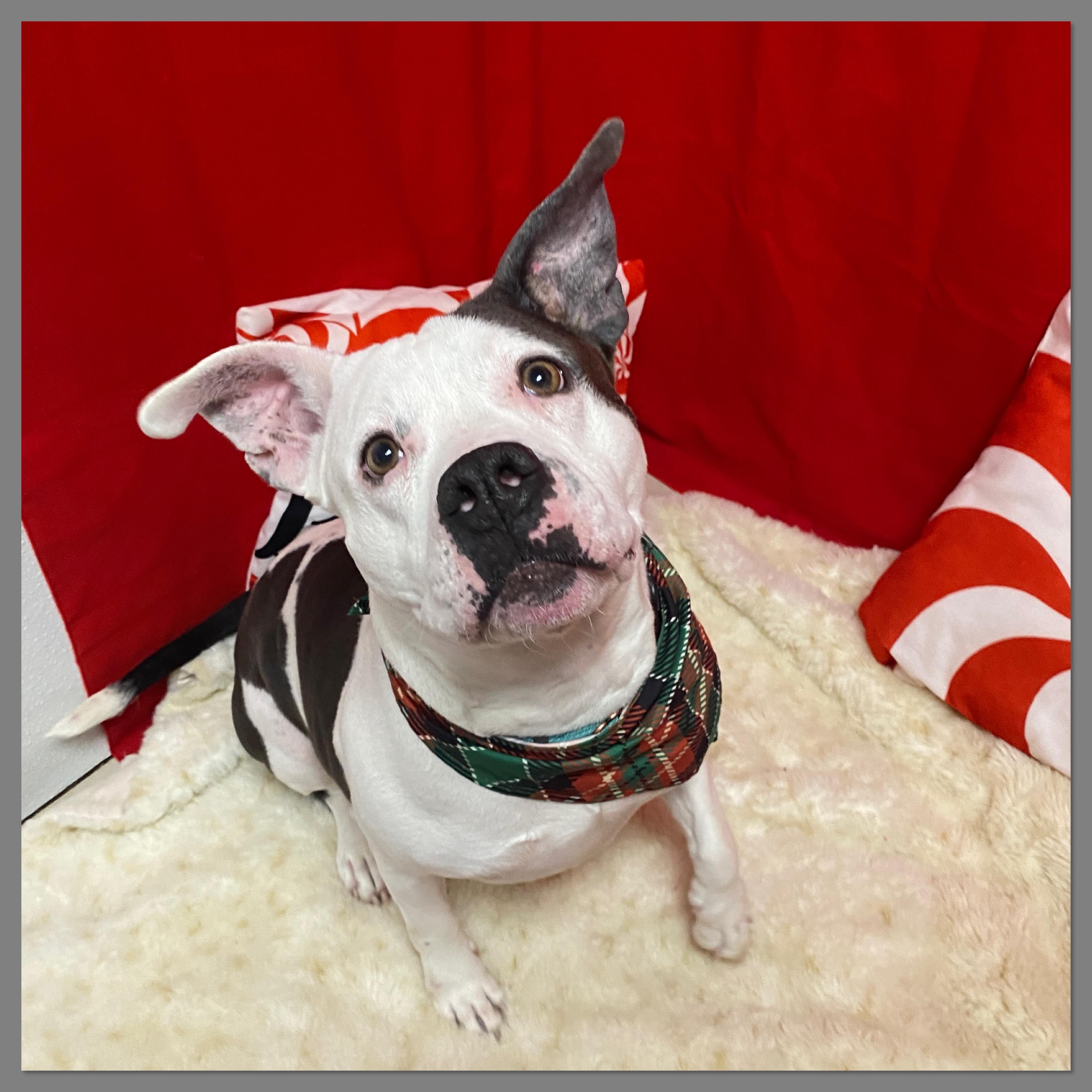 Mia, an adoptable mixed breed in Elyria, OH image 2/3