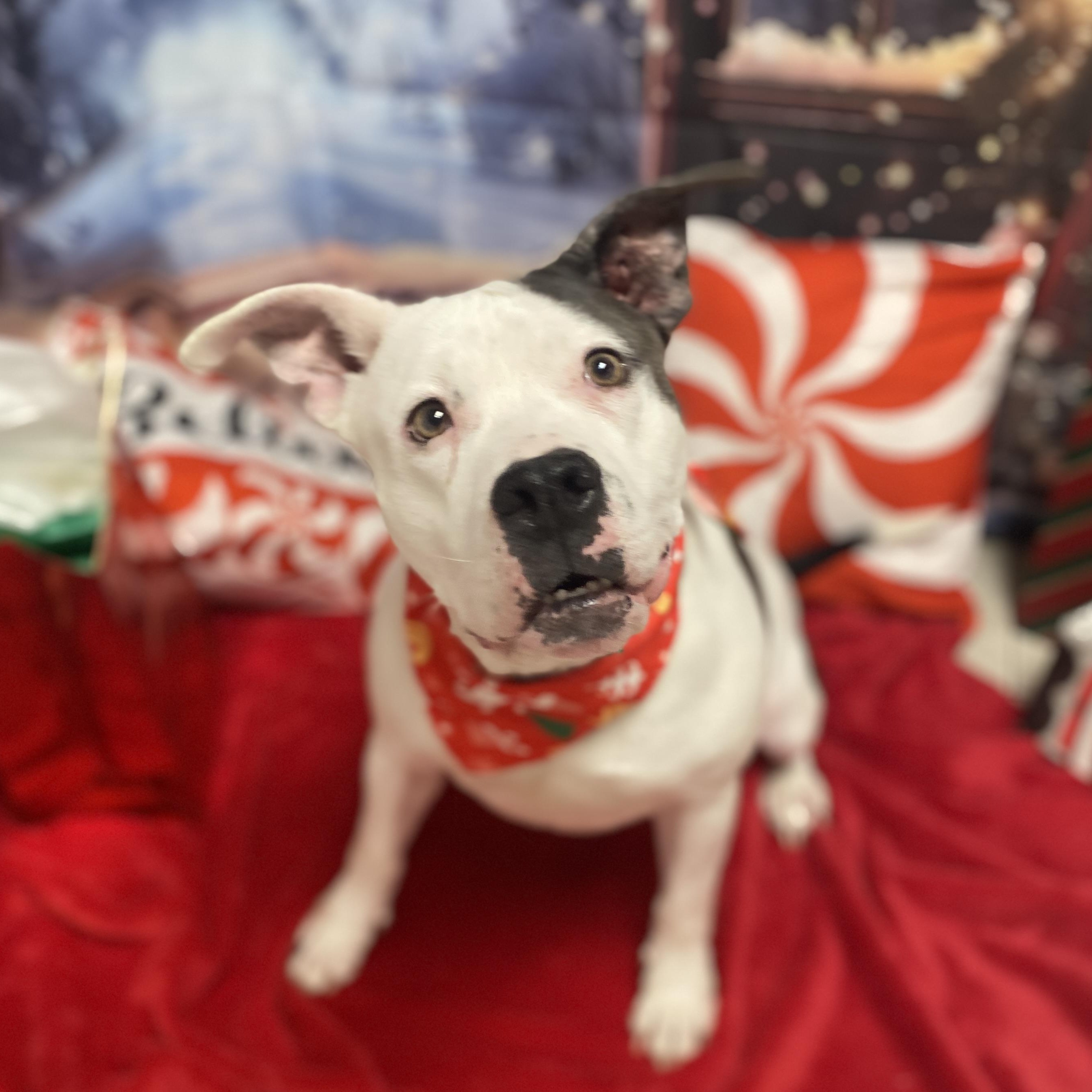 Mia, adoptable, Adult Female Terrier & Pit Bull Terrier.
