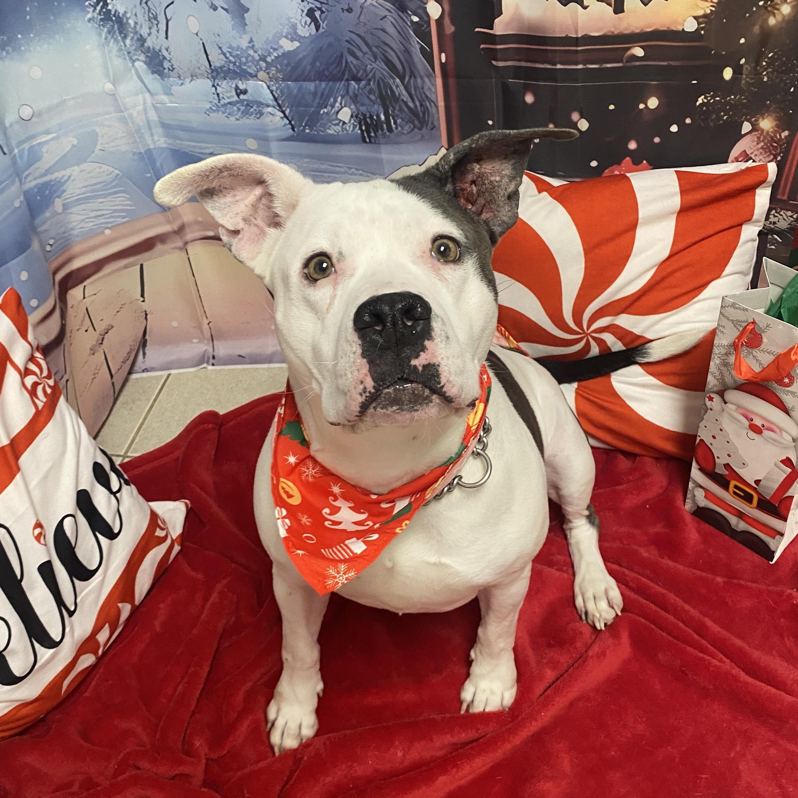 Mia, an adopted mixed breed in Elyria, OH image 5/6