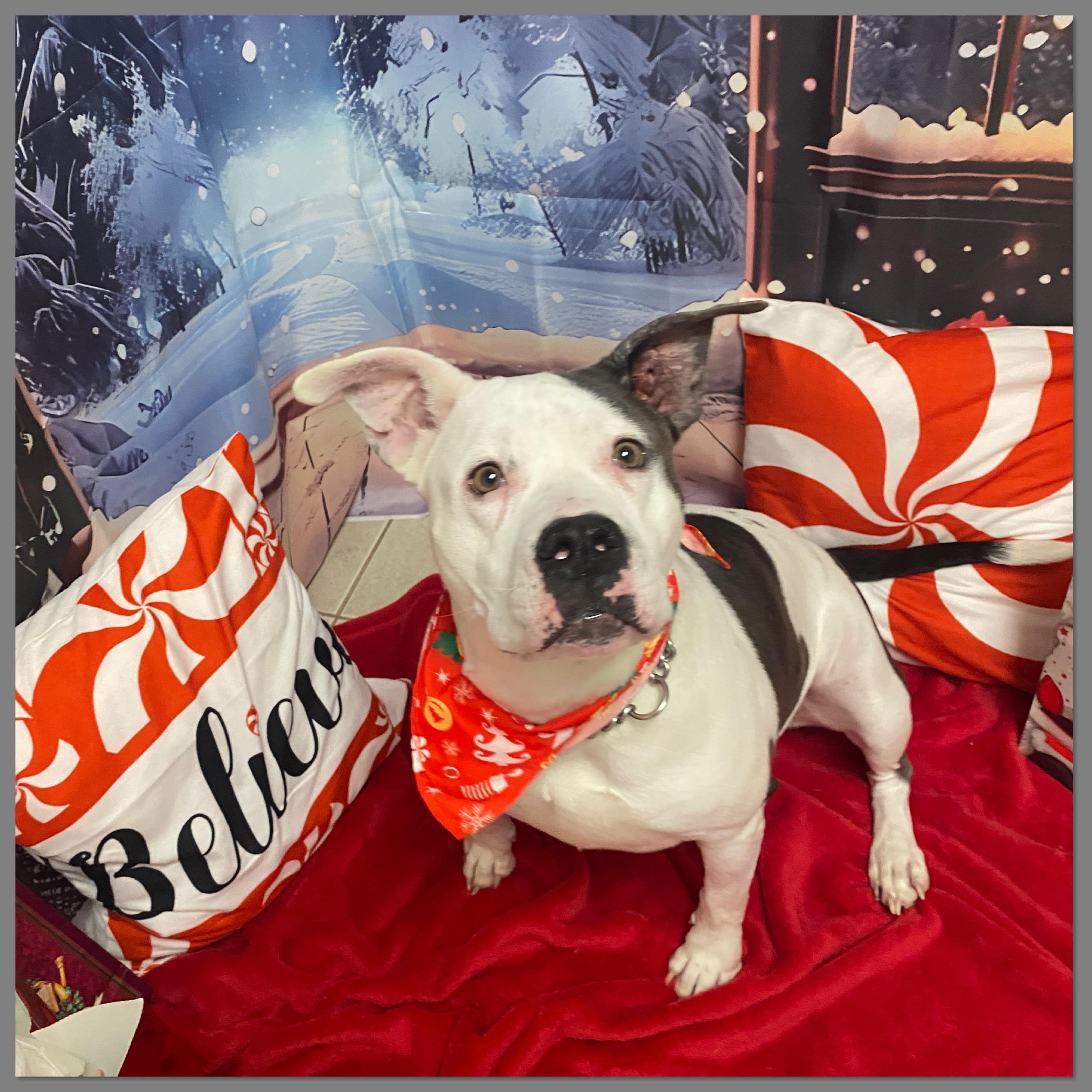 Mia, an adopted mixed breed in Elyria, OH image 6/6