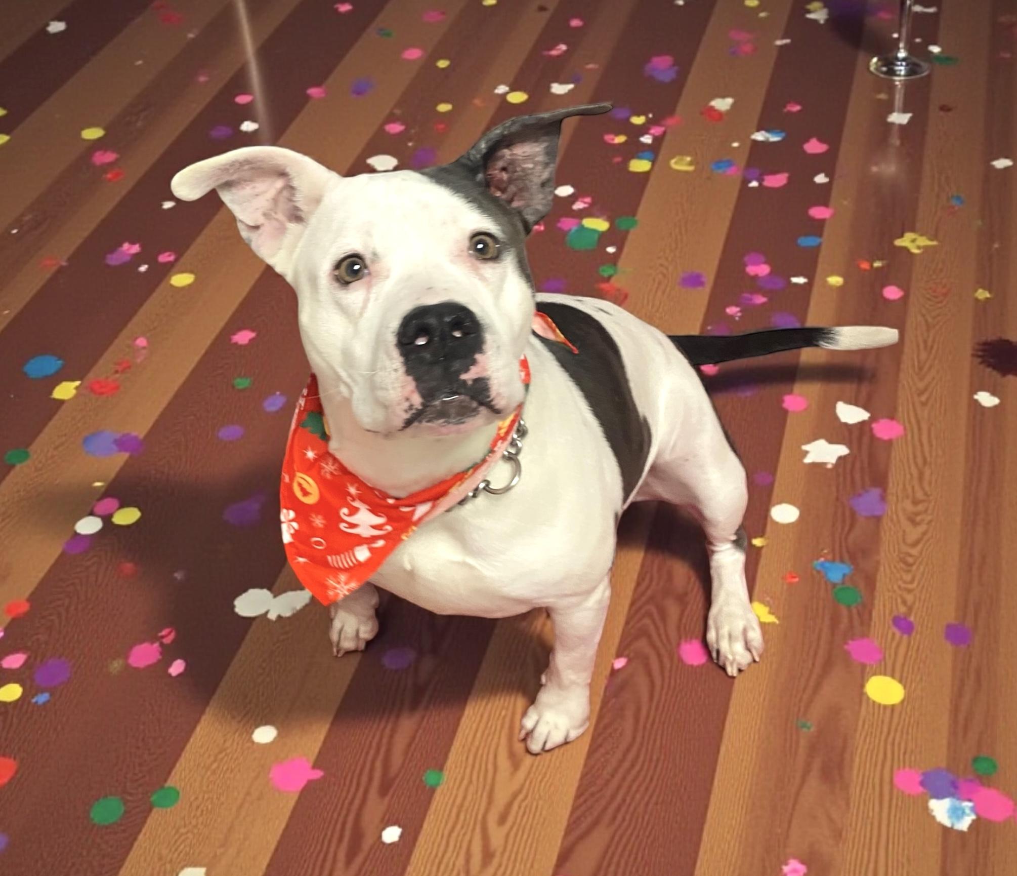 Mia, an adopted mixed breed in Elyria, OH image 1/6