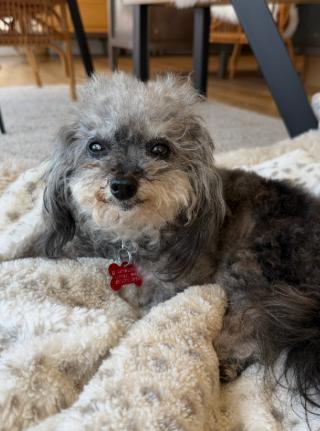 Abigail, Adoptable, Senior Female Poodle.