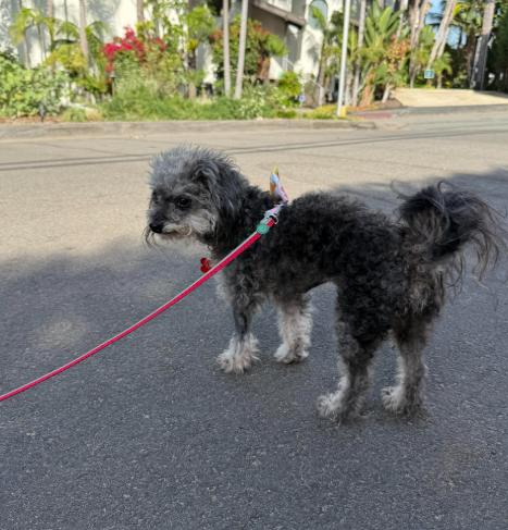 Enlarge Abigail, a Adoptable Poodle in San Diego, CA image 2/3