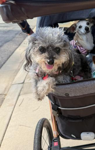 Enlarge Abigail, a Adoptable Poodle in San Diego, CA image 3/3