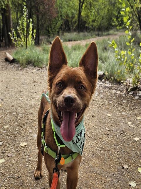 Enlarge SMAUG, a Adoptable mixed breed in Albuquerque, NM image 1/1