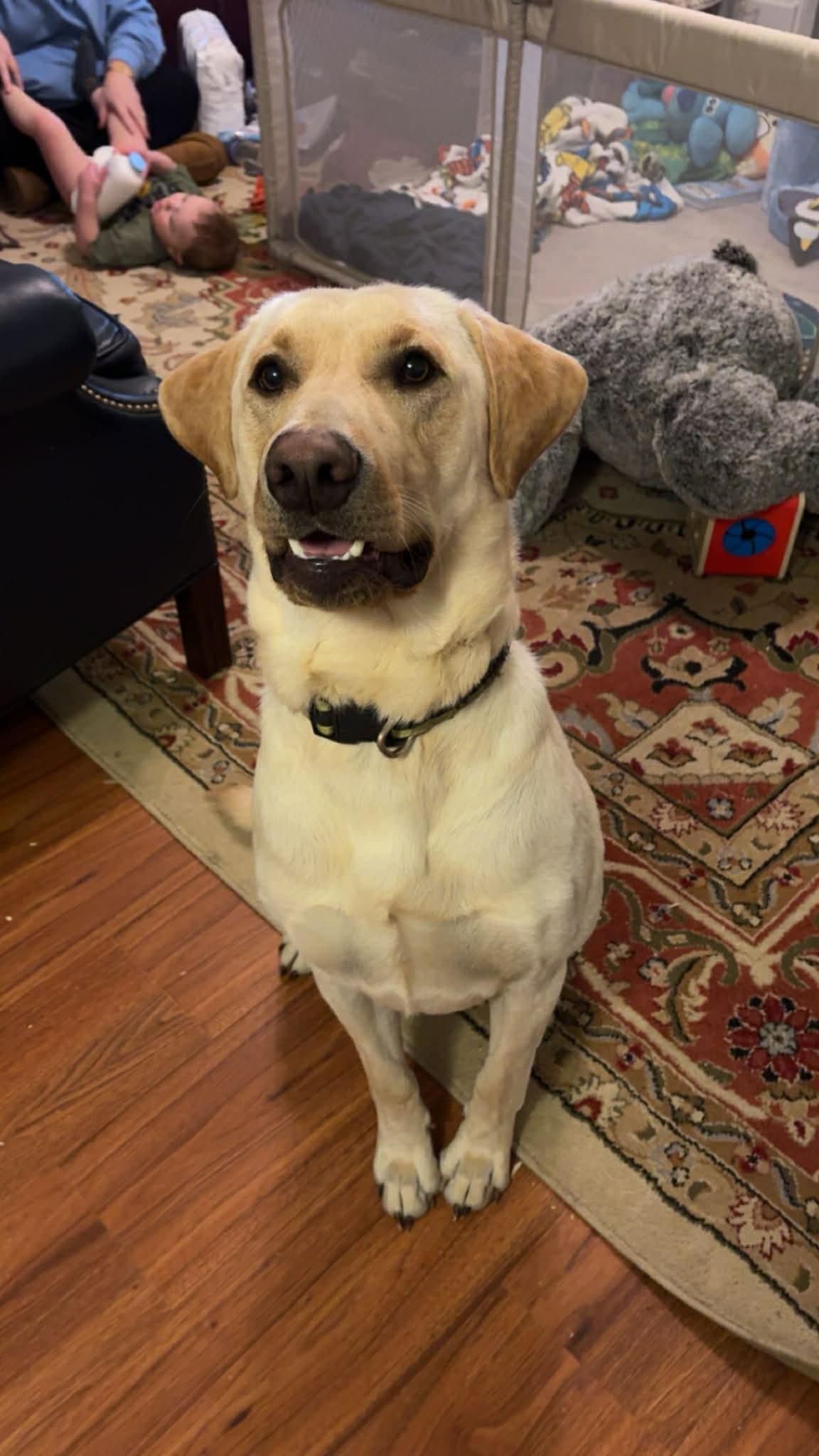 Enlarge Lou, a Adoptable Labrador Retriever in Parsippany , NJ image 1/5