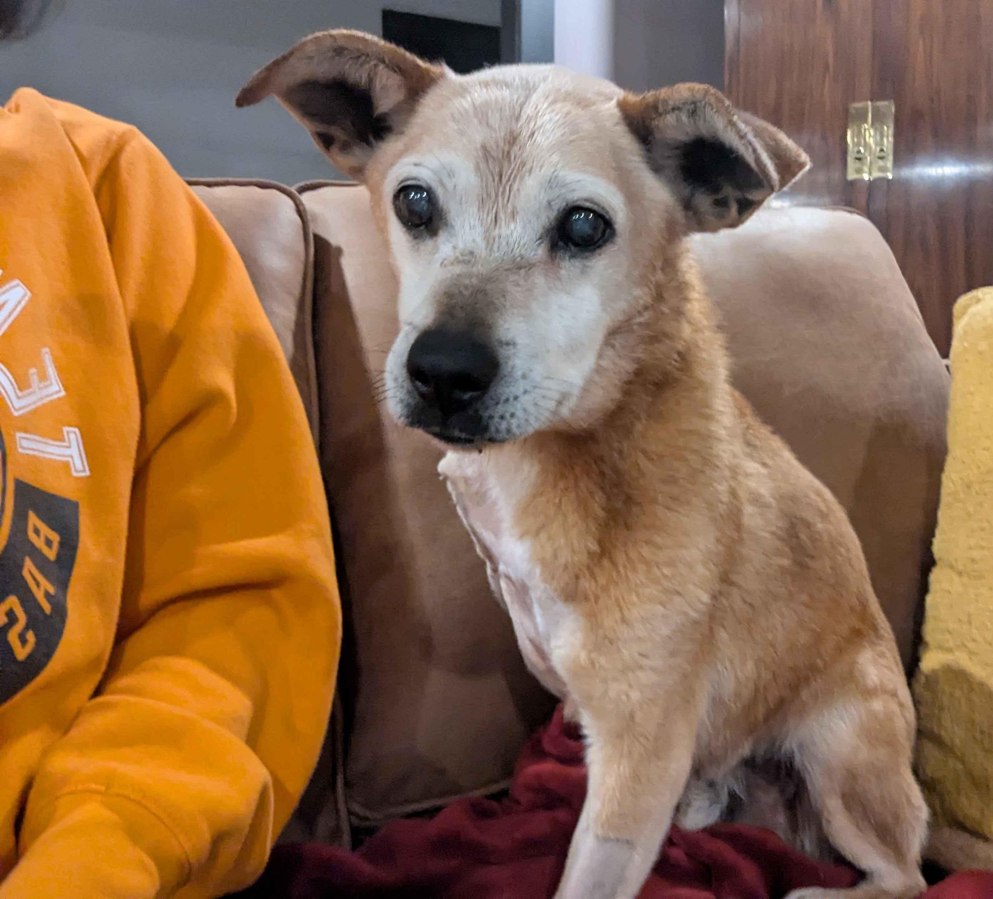 Henry, Adoptable, Senior Male Chihuahua.