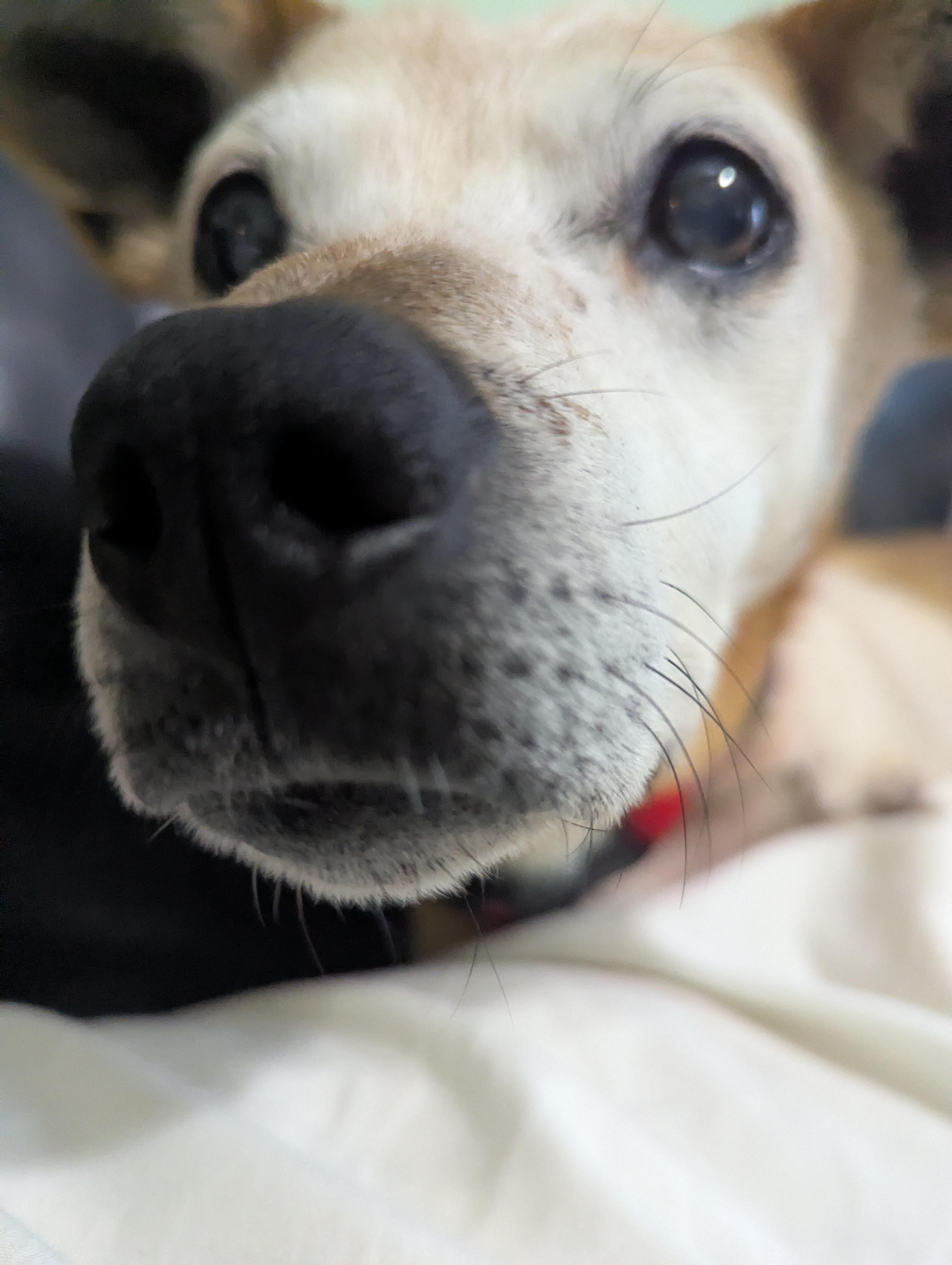 Enlarge Henry, a Adoptable mixed breed in Knoxville, TN image 2/4