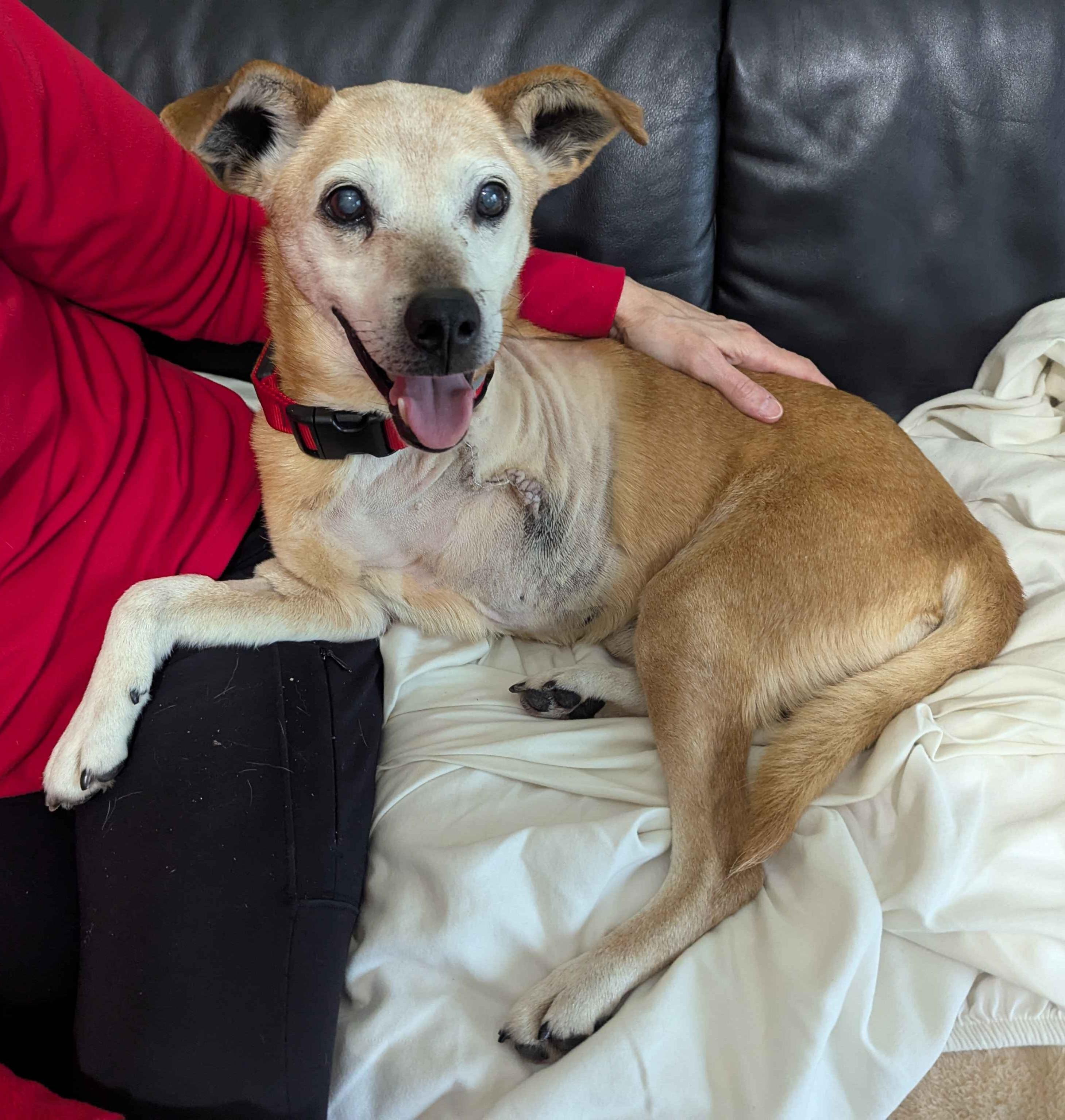 Enlarge Henry, a Adoptable mixed breed in Knoxville, TN image 4/4