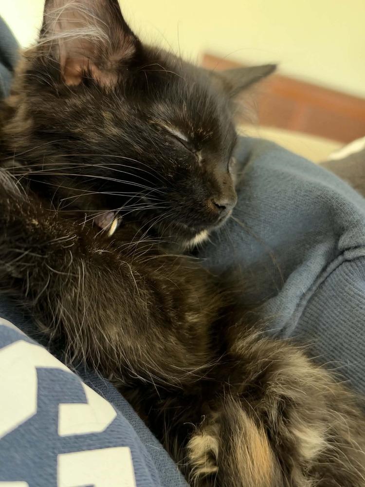 Raven, Adoptable, Kitten Female Domestic Short Hair.