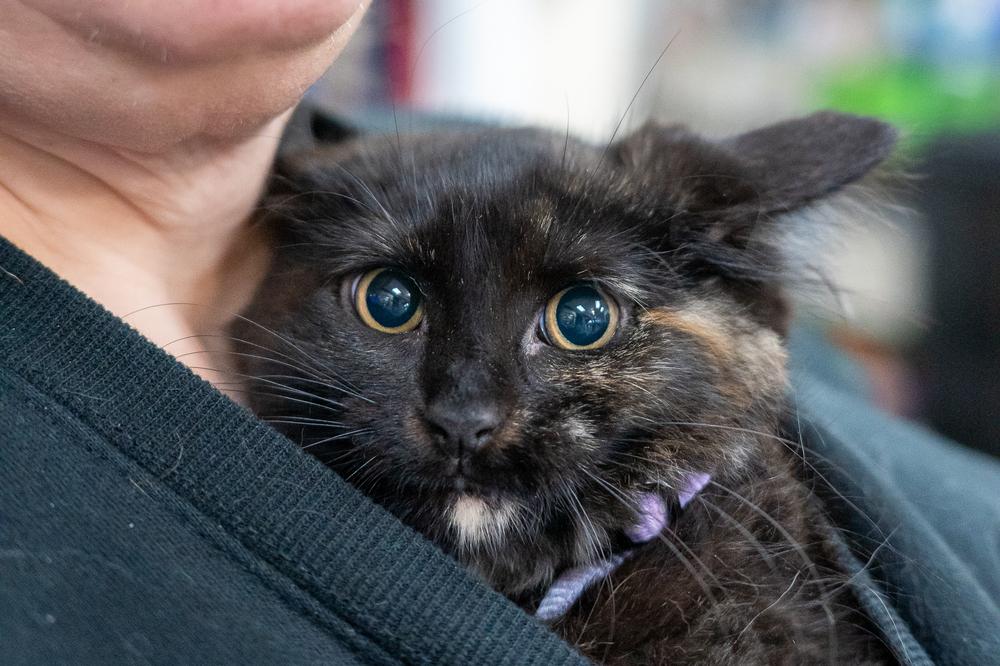 Enlarge Raven, a Adoptable mixed breed in Mundelein, IL image 4/6