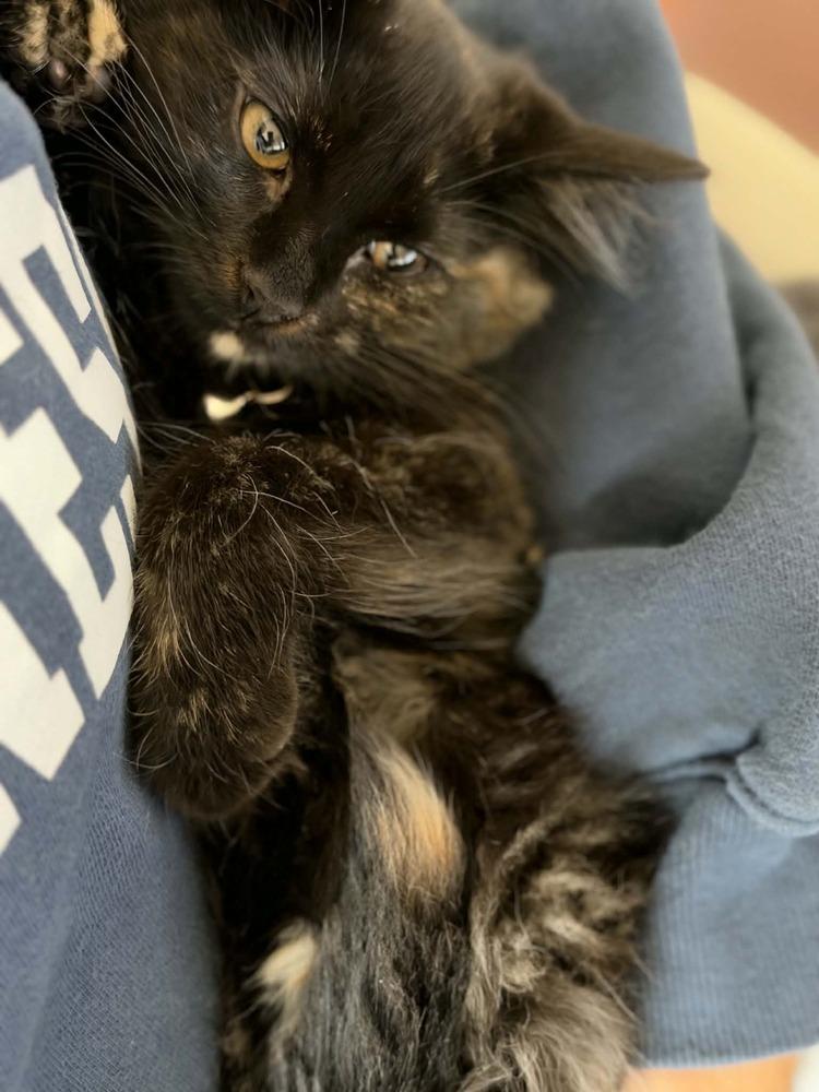 Enlarge Raven, a Adoptable mixed breed in Mundelein, IL image 5/6