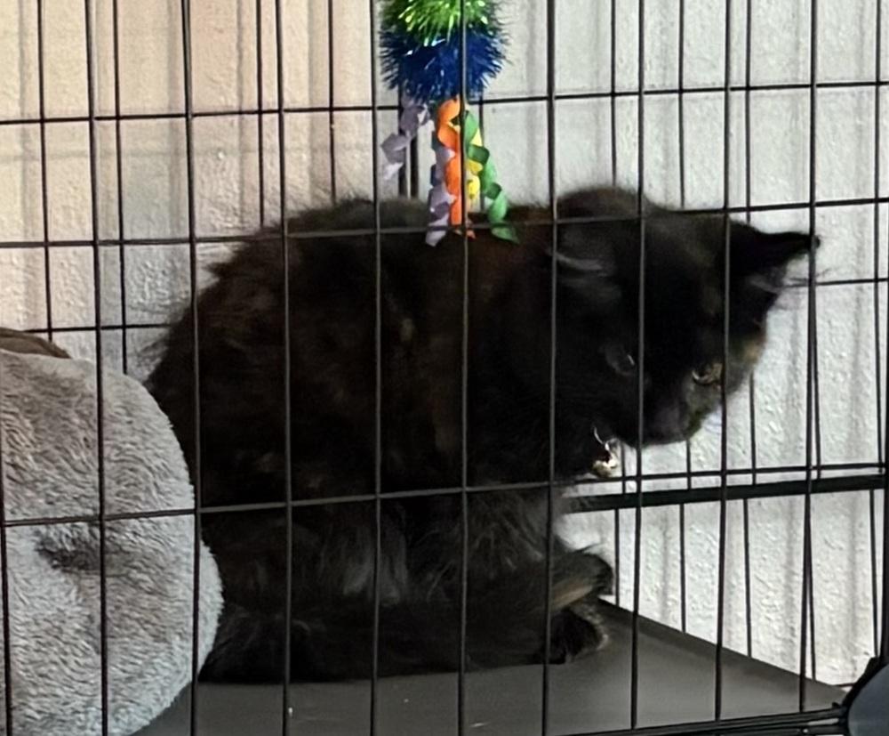 Enlarge Raven, a Adoptable mixed breed in Mundelein, IL image 6/6