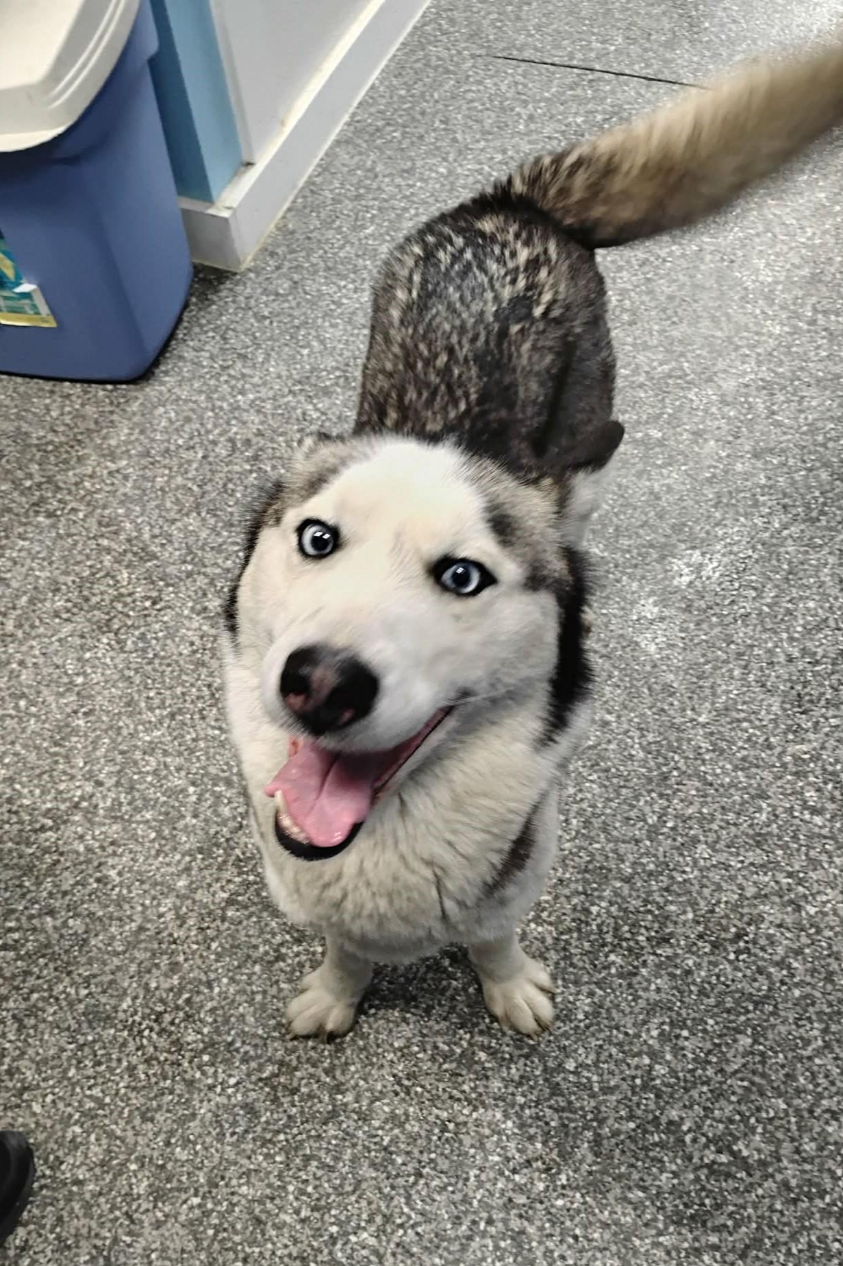 Enlarge Fiona, a ADOPTABLE Husky in Elizabeth, IL image 1/4