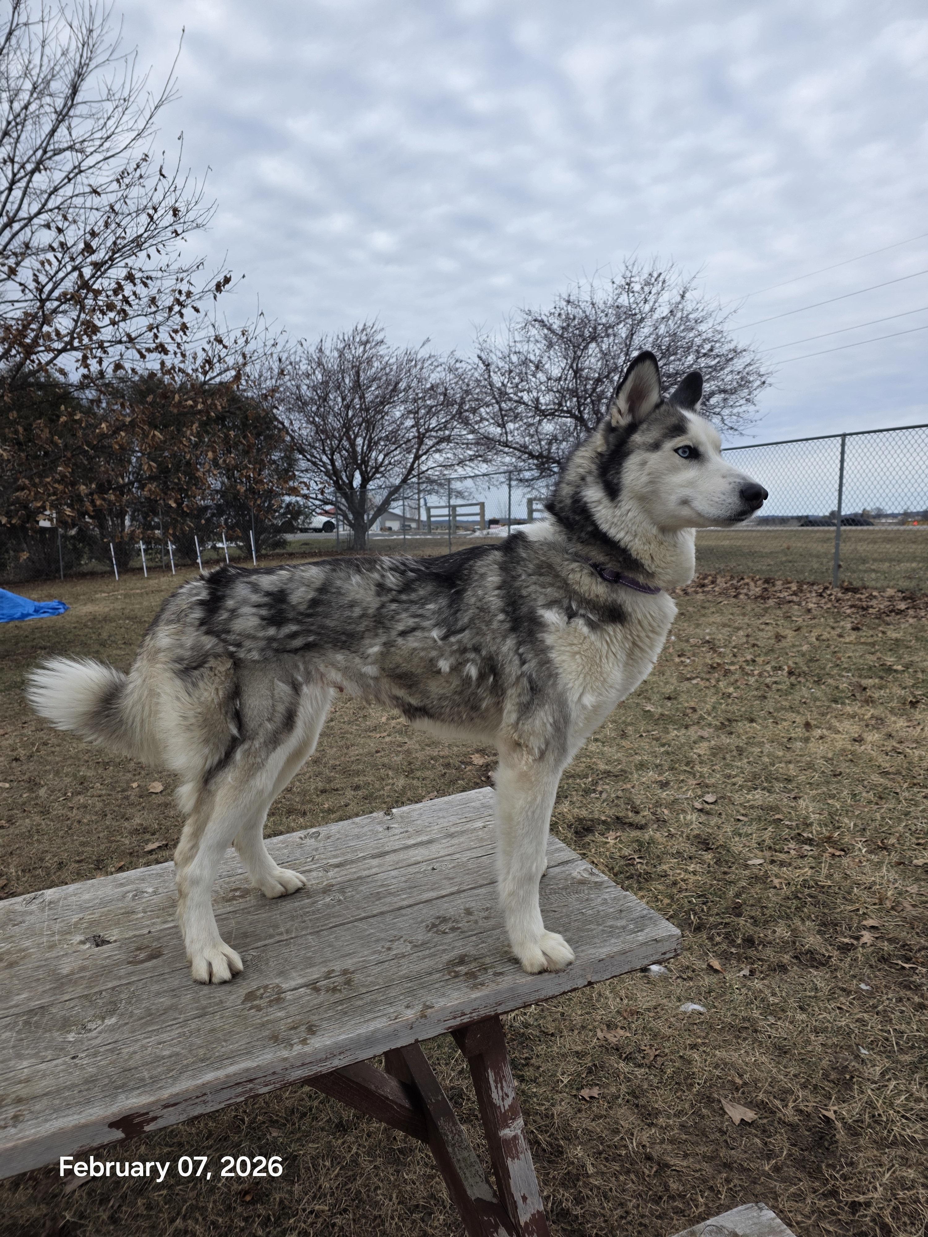 Enlarge Fiona, a ADOPTABLE Husky in Elizabeth, IL image 2/4