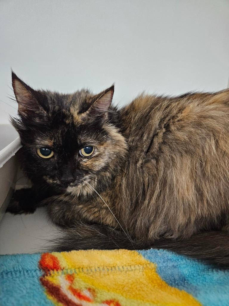 Beatrice, a Adoptable mixed breed in Huntington, IN image 2/2