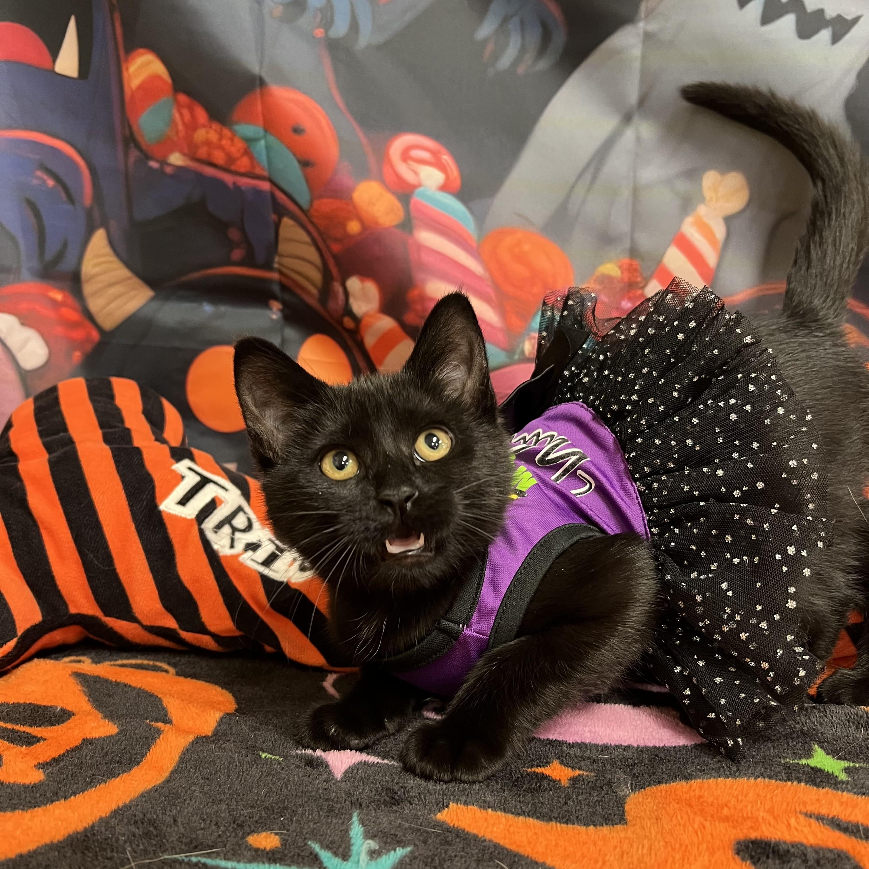 Enlarge Spirit, a Adoptable Domestic Short Hair in Fairmont, MN image 3/6