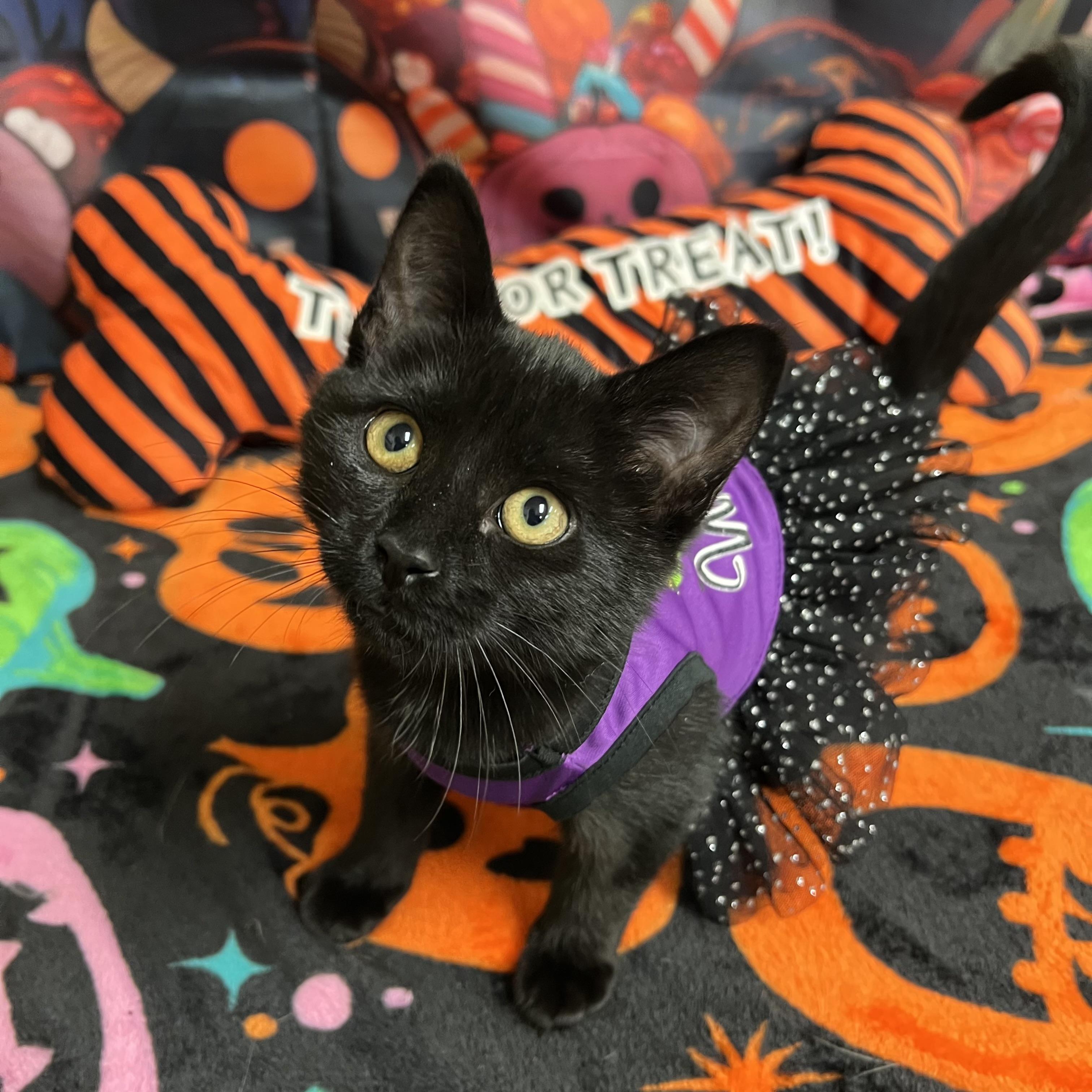 Enlarge Spirit, a Adoptable Domestic Short Hair in Fairmont, MN image 5/6