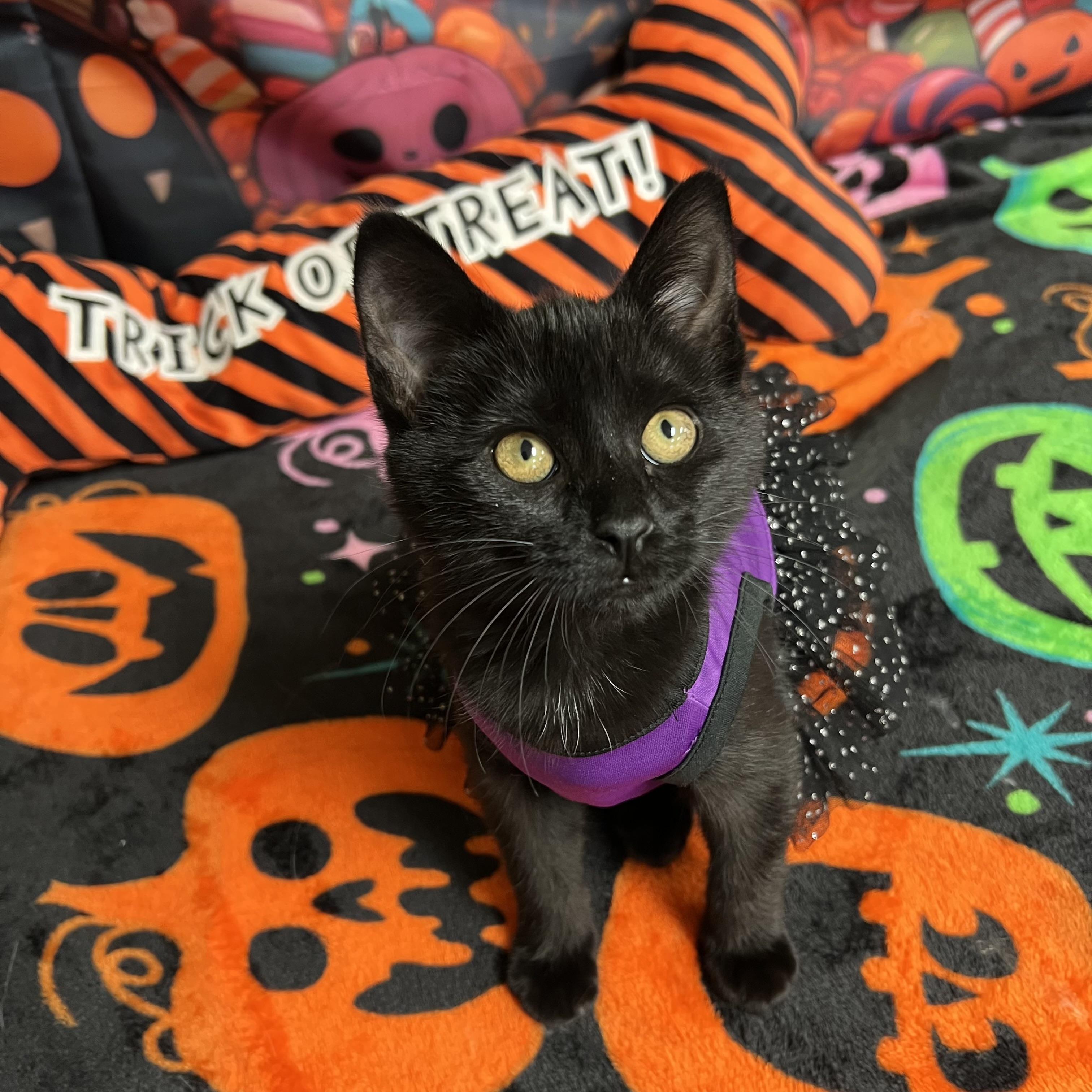 Enlarge Spirit, a Adoptable Domestic Short Hair in Fairmont, MN image 6/6