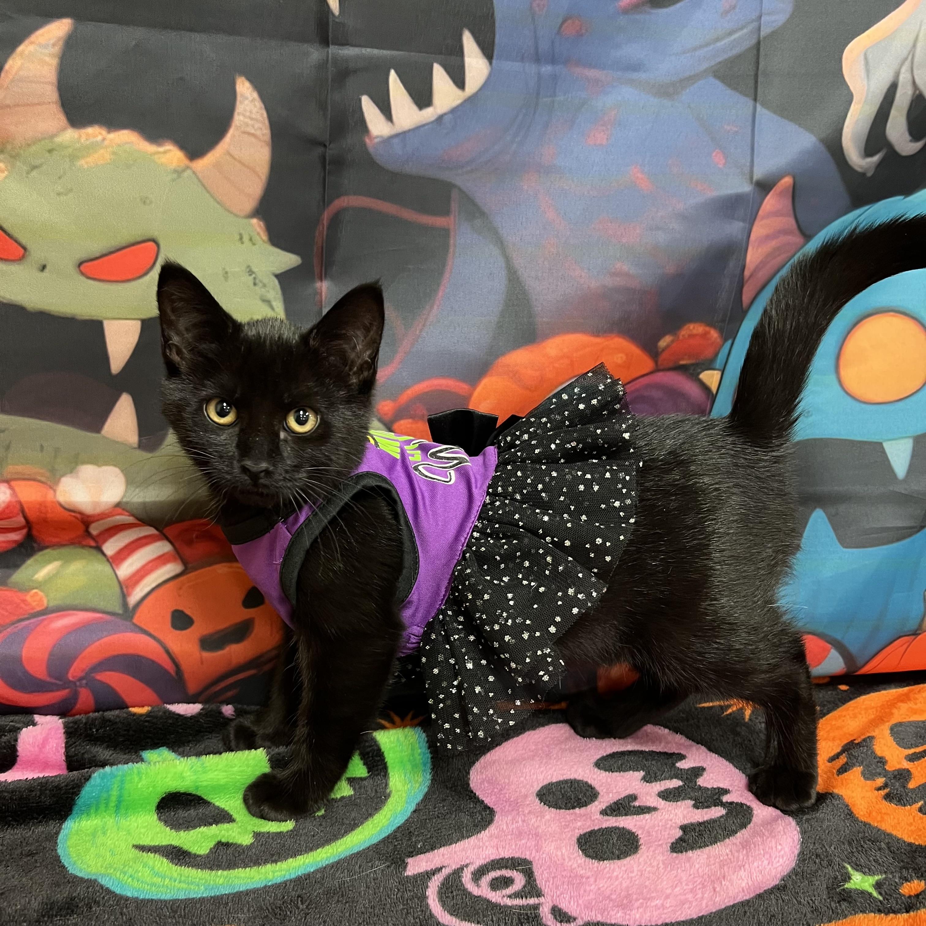 Enlarge Spirit, a Adoptable Domestic Short Hair in Fairmont, MN image 1/6
