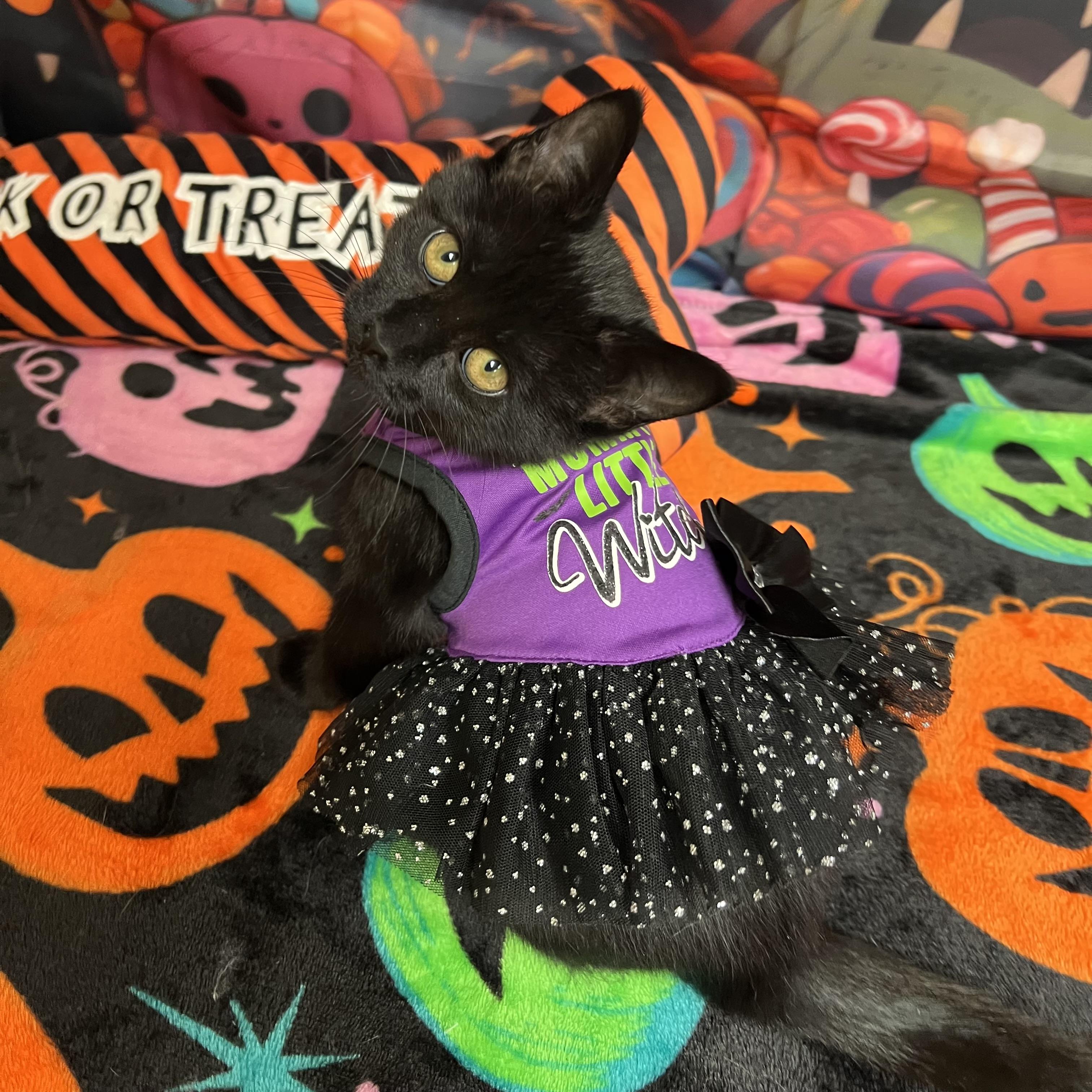 Enlarge Spirit, a Adoptable Domestic Short Hair in Fairmont, MN image 2/6