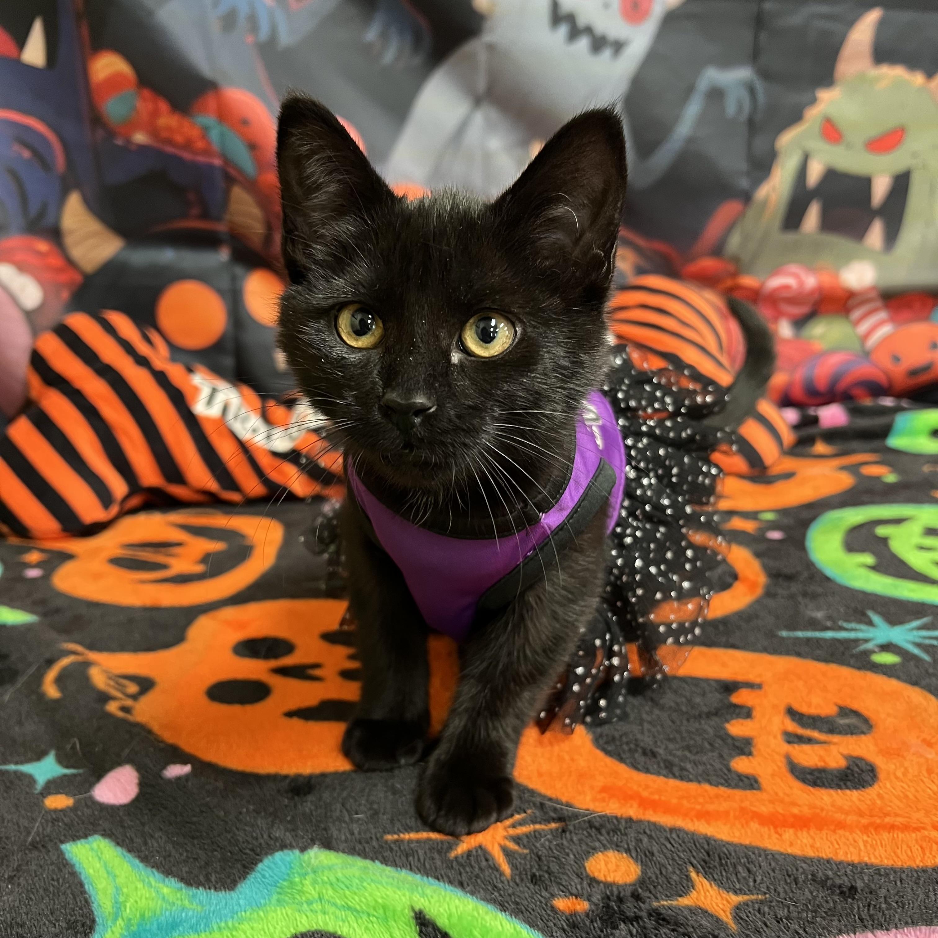 Enlarge Spirit, a Adoptable Domestic Short Hair in Fairmont, MN image 4/6